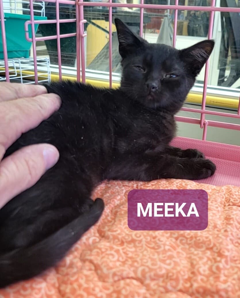 Meeka 5
