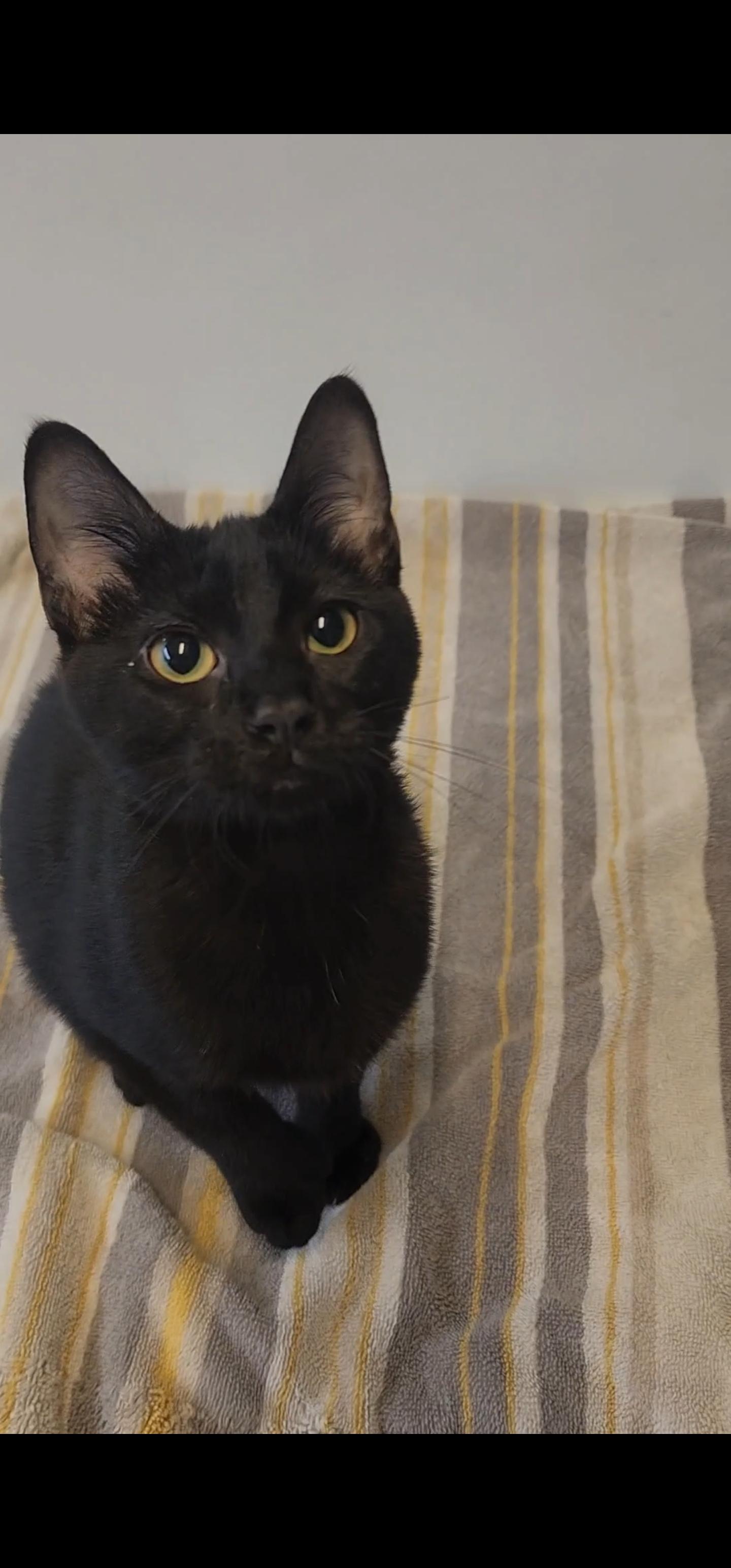 Harper, a ADOPTABLE Domestic Short Hair in Tama, IA image 2/2