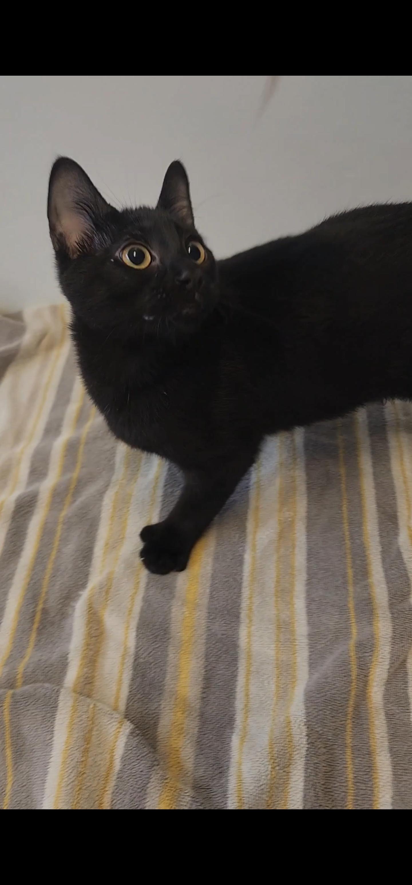 Harper, a ADOPTABLE Domestic Short Hair in Tama, IA image 1/2