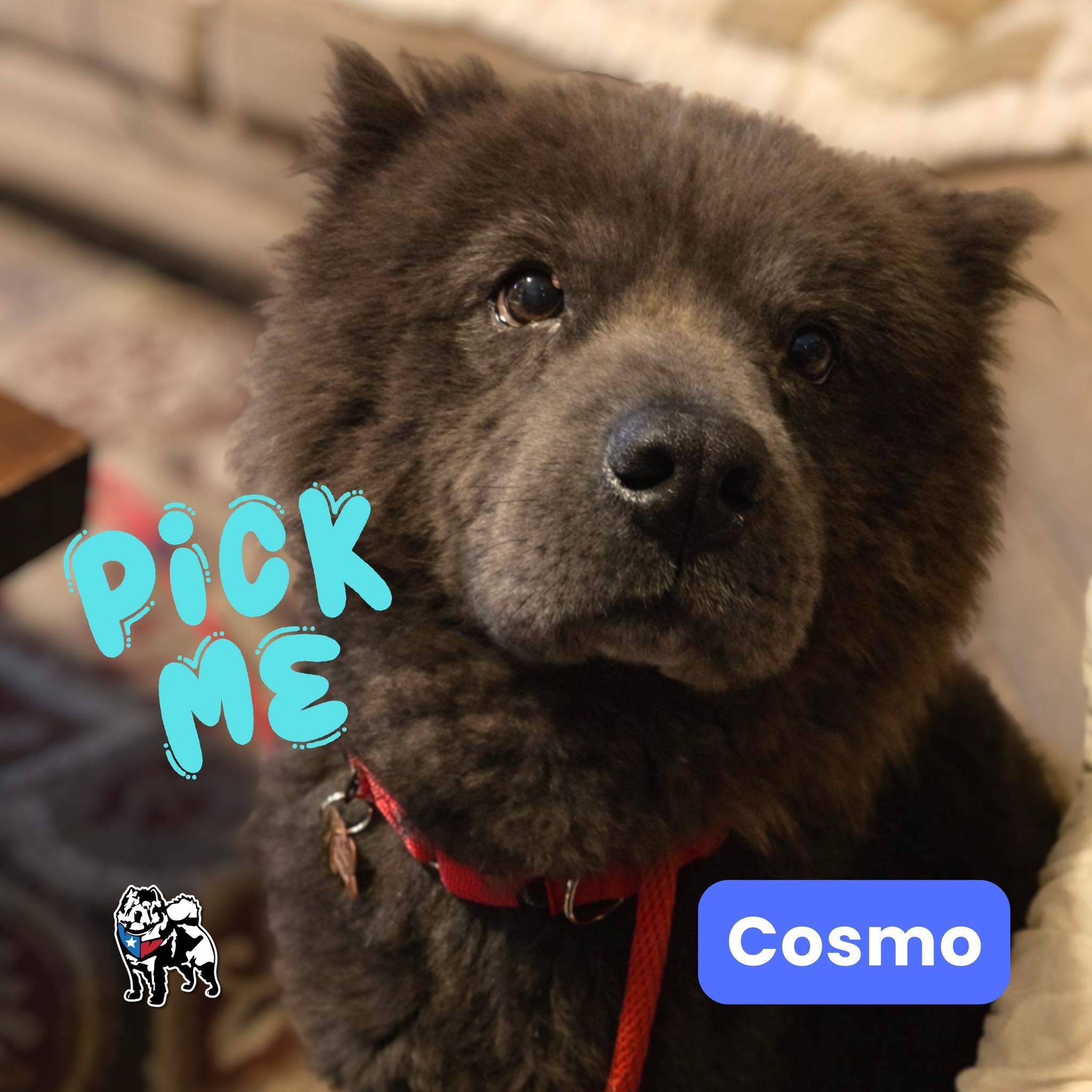 Enlarge Cosmo, a Adoptable Chow Chow in Houston, TX image 3/3
