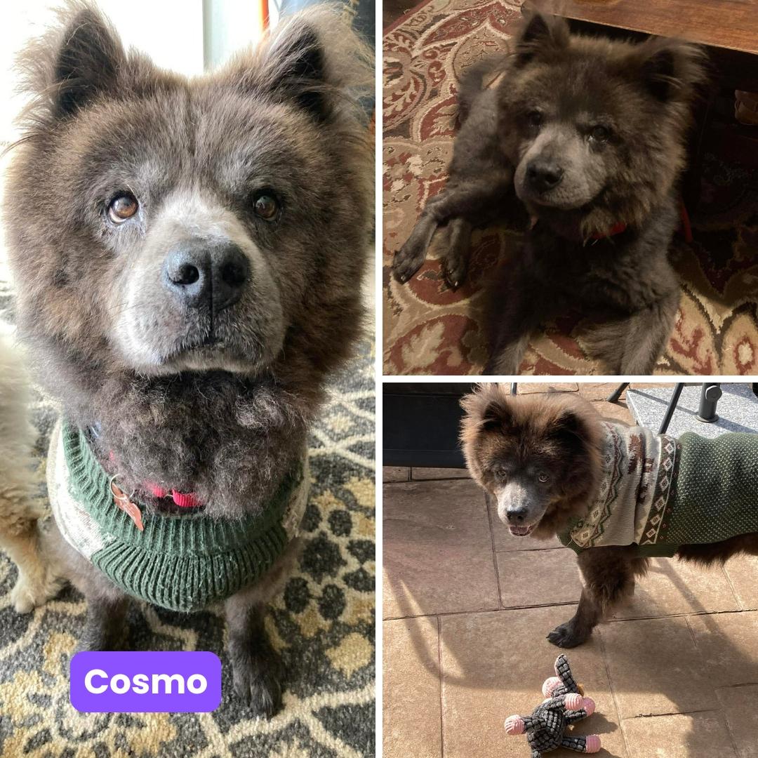 Cosmo, Adoptable, Adult Male Chow Chow.