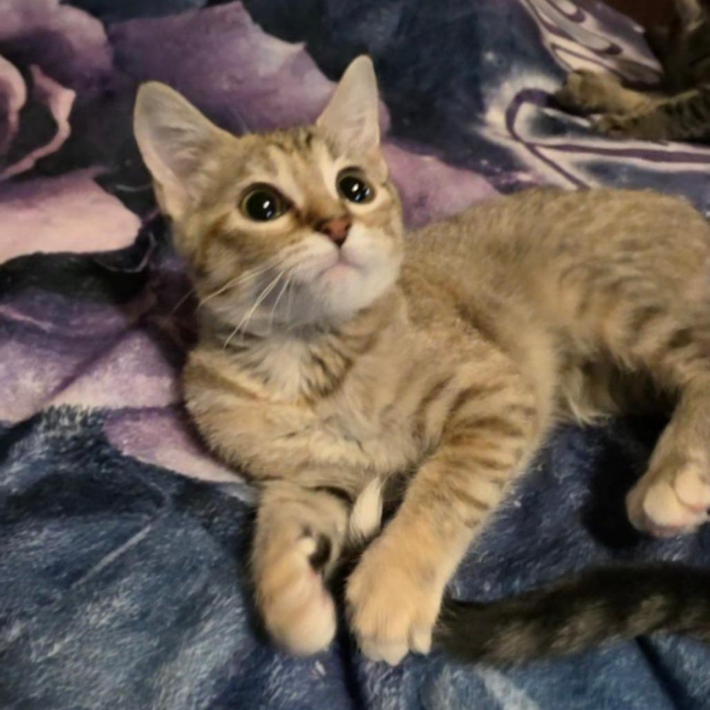 Enlarge Mousse FC JP, a Adoptable mixed breed in Union, MO image 1/1