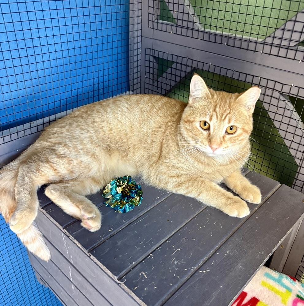 Enlarge Indie, a Adoptable Domestic Short Hair in Green Valley, AZ image 5/5
