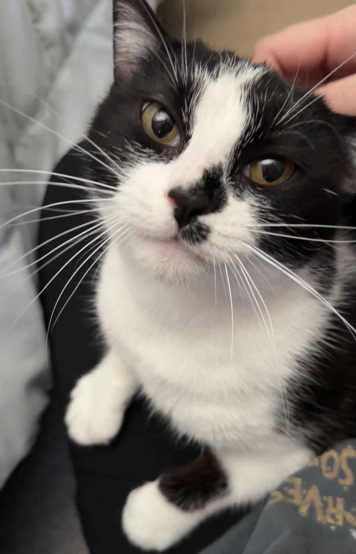 Enlarge Microwave, a ADOPTABLE Domestic Short Hair in Alexandria, VA image 3/5