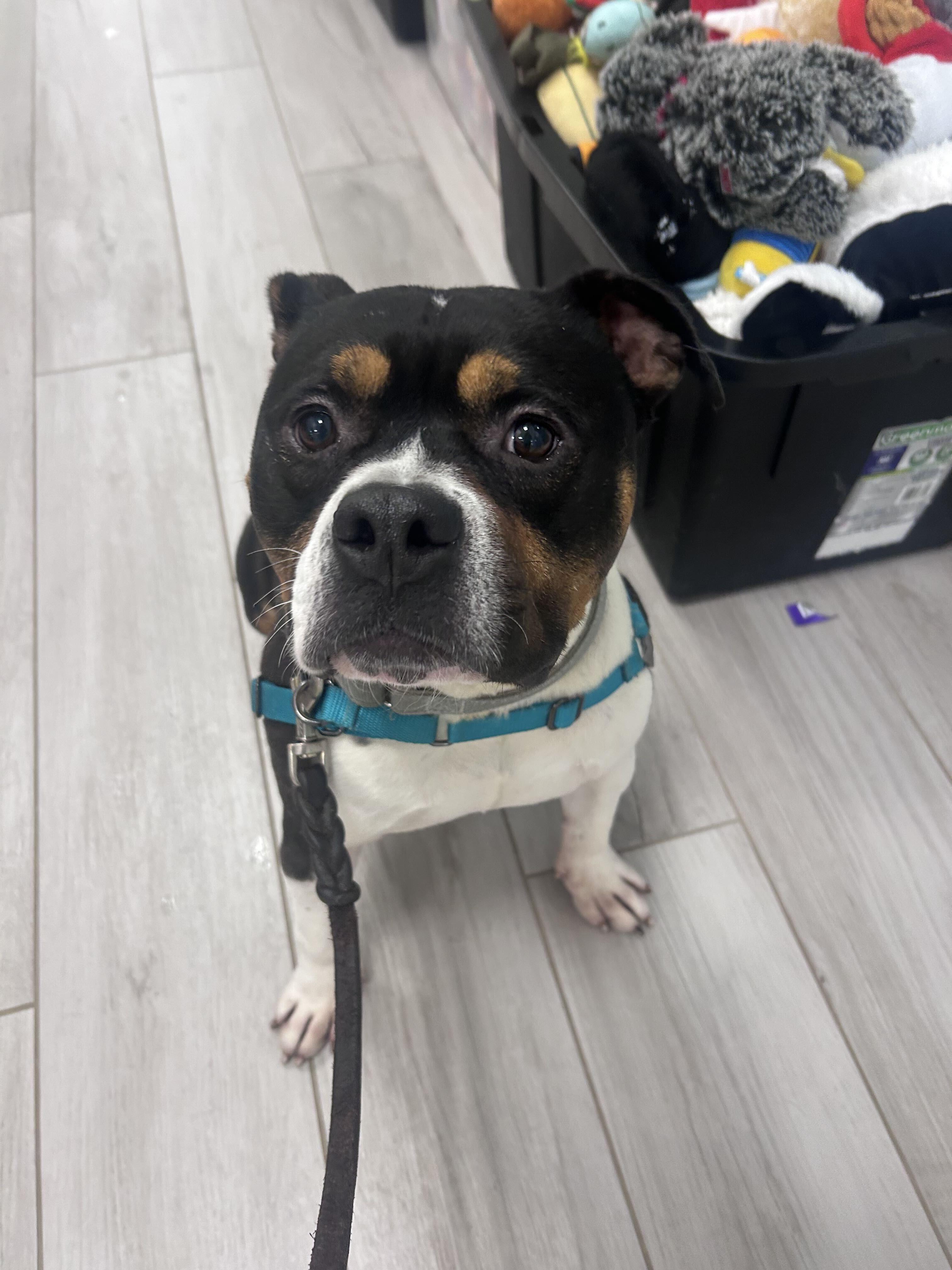 Rocco, an adopted mixed breed in Maidens, VA image 5/5