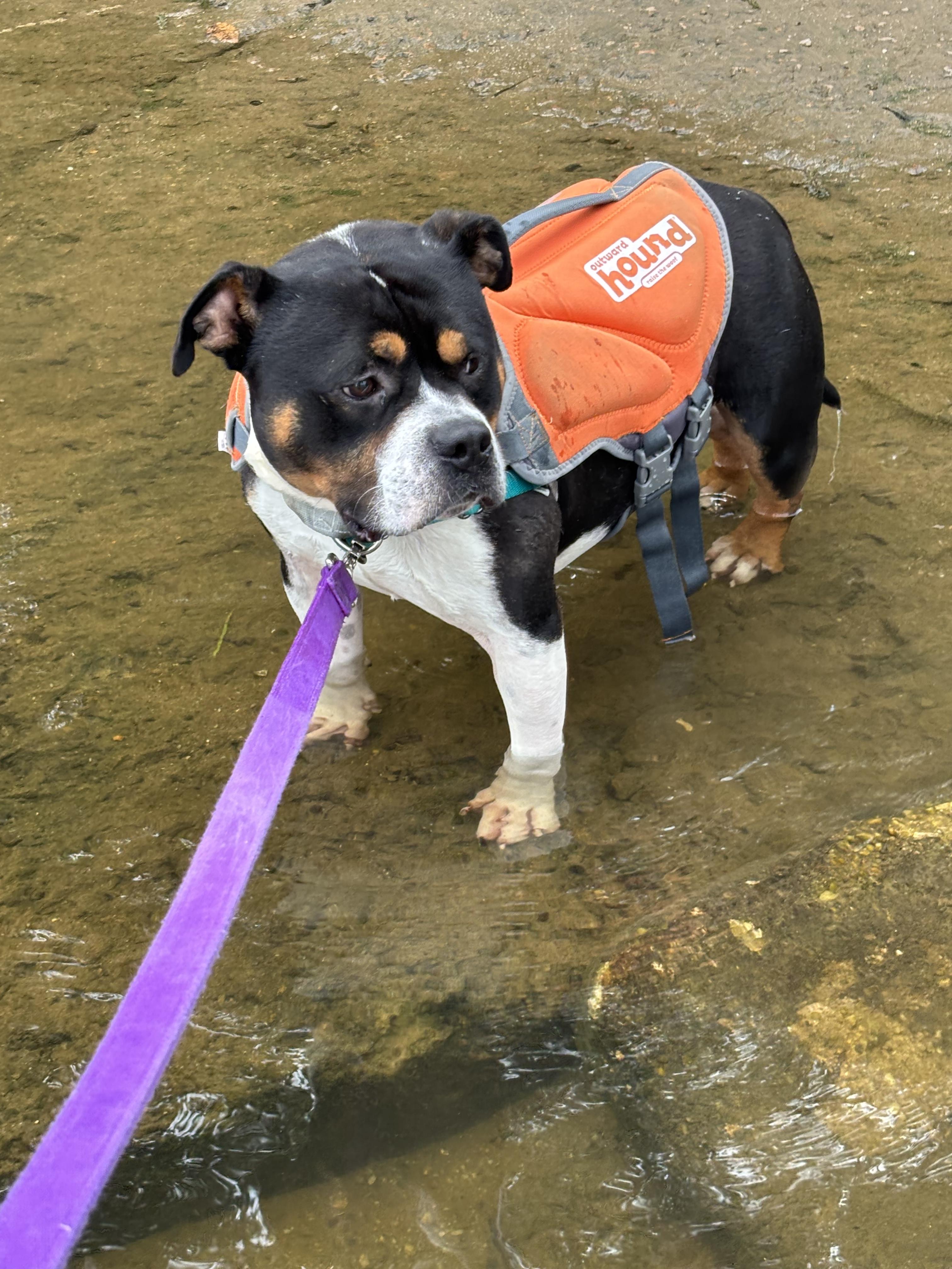 Rocco, an adopted mixed breed in Maidens, VA image 3/5