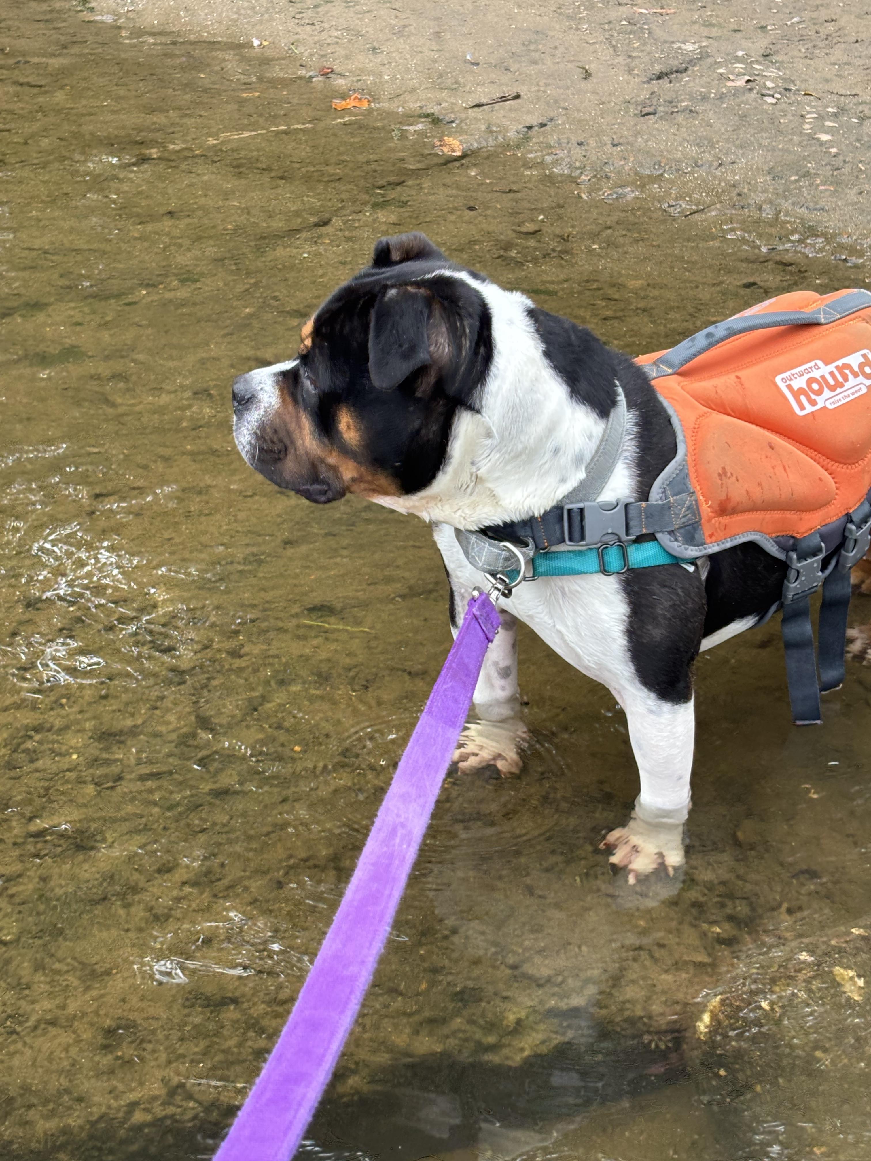 Rocco, an adopted mixed breed in Maidens, VA image 2/5