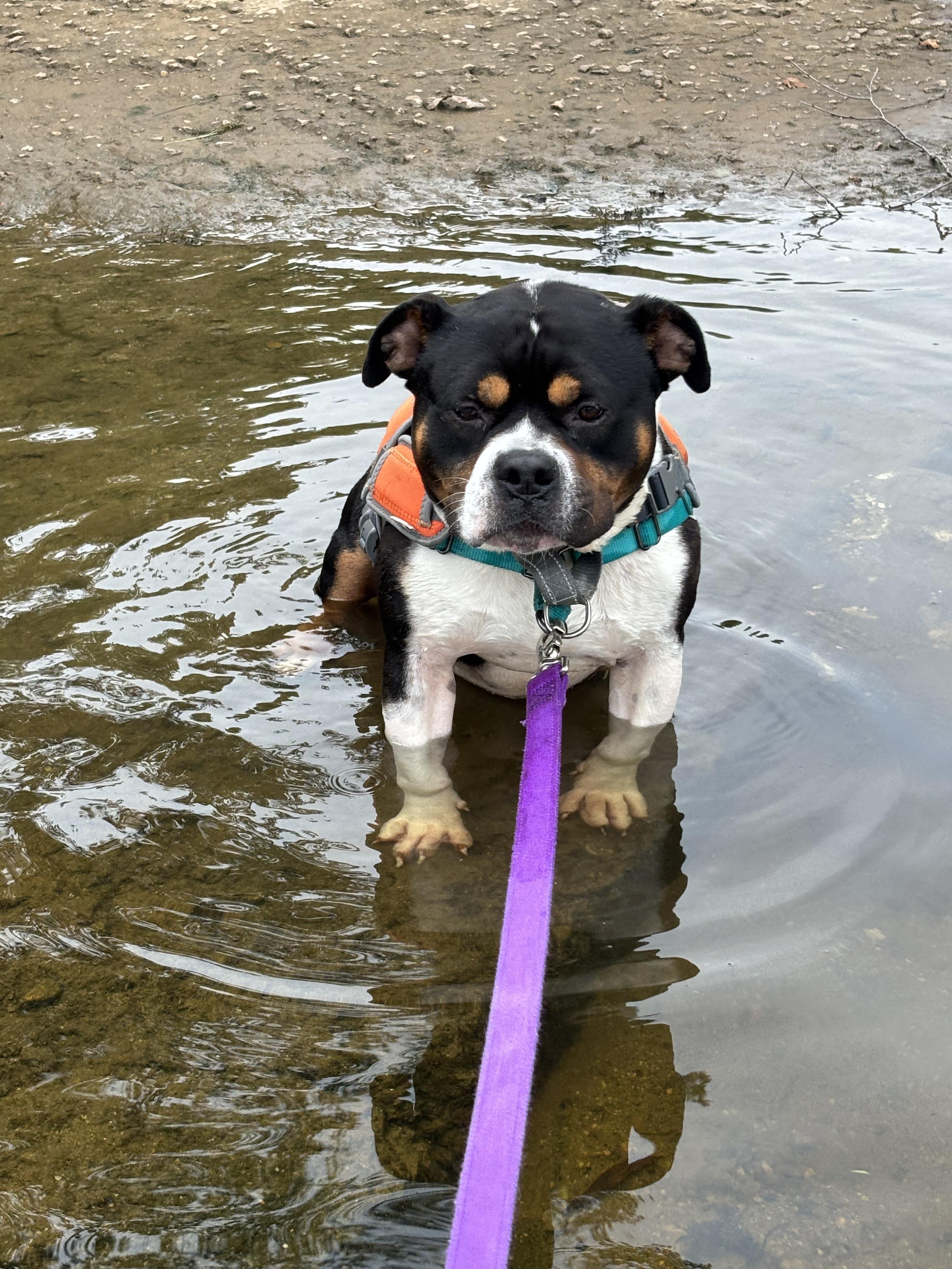 Rocco, adopted, Adult Male Bulldog.