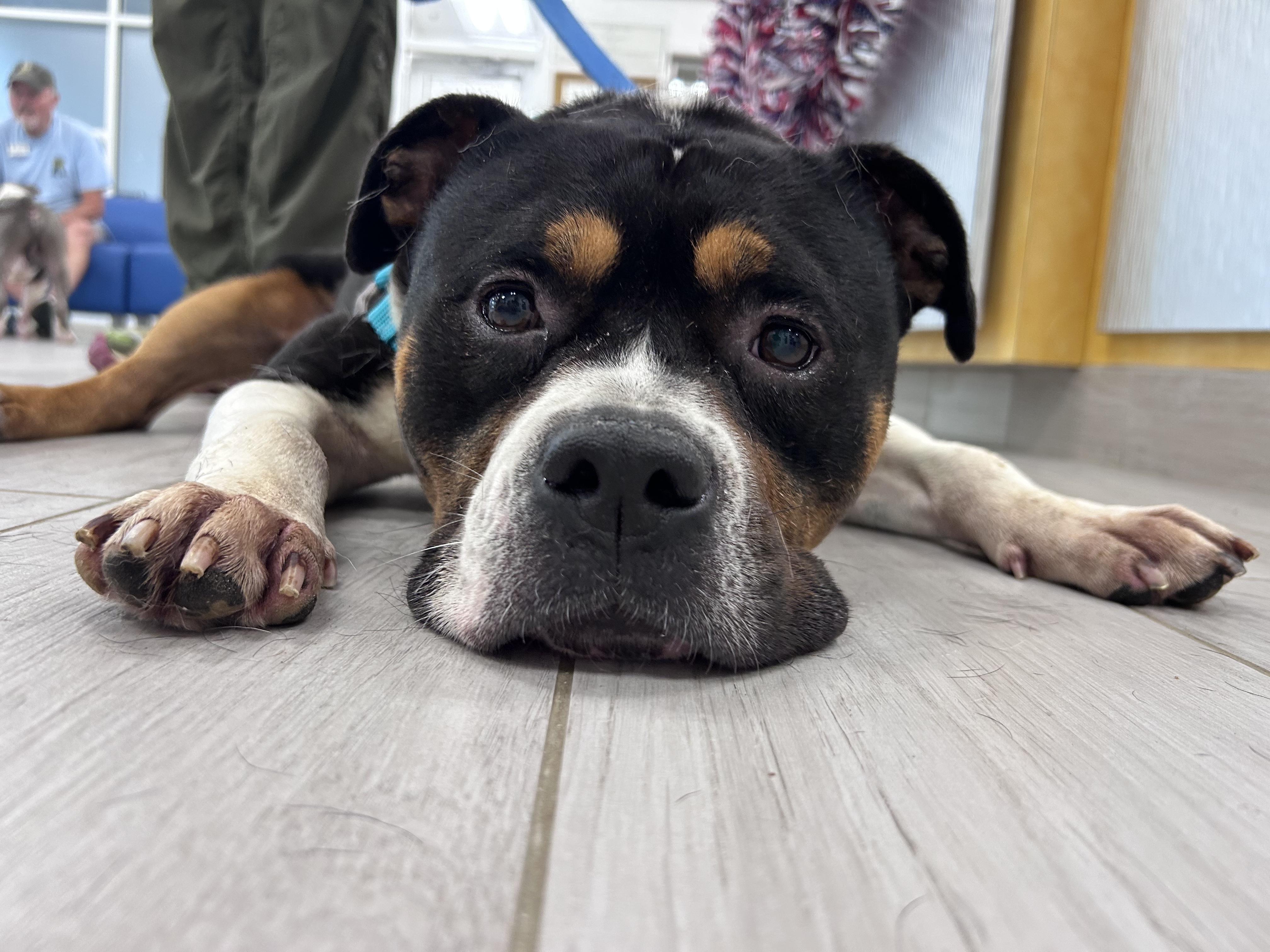 Rocco, an adopted mixed breed in Maidens, VA image 4/5