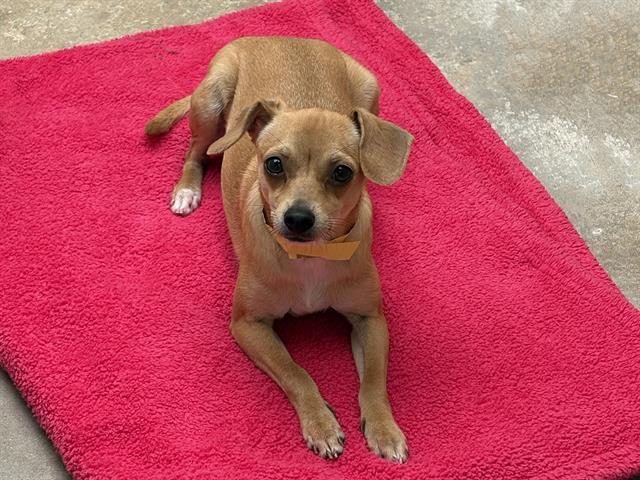 Enlarge ONION, a Adoptable Chihuahua in Ojai, CA image 1/1