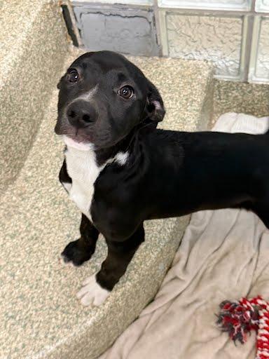 Aspen, Adoptable, Puppy Male Terrier & Cattle Dog.