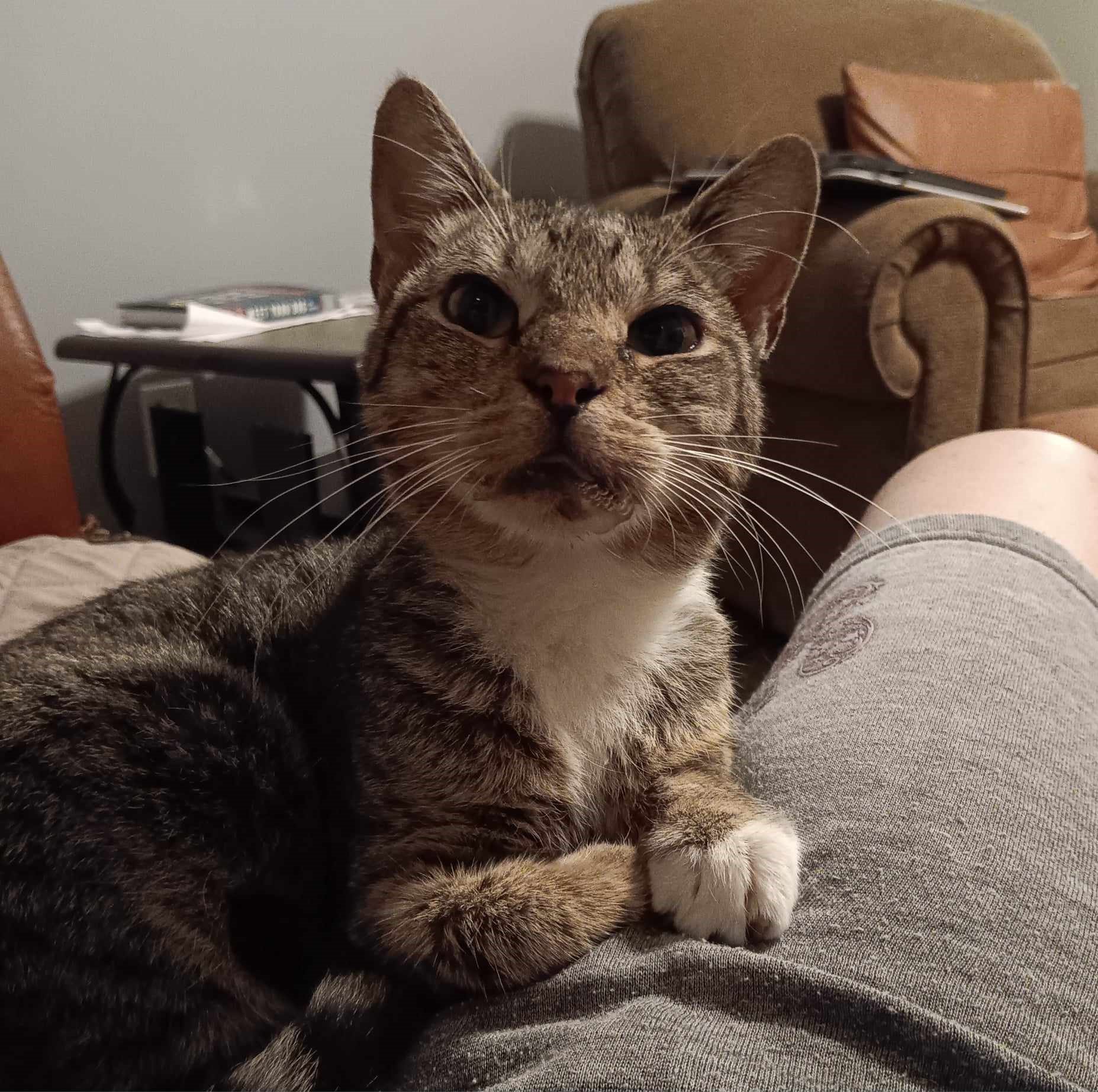 Paris, a Adoptable Domestic Short Hair in Vine Grove, KY image 4/7