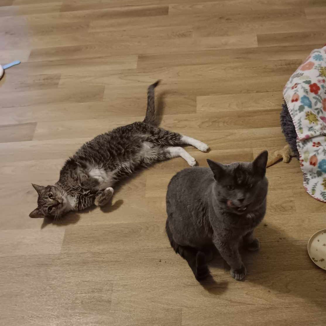 Enlarge Paris, a Adoptable Domestic Short Hair in Vine Grove, KY image 7/7