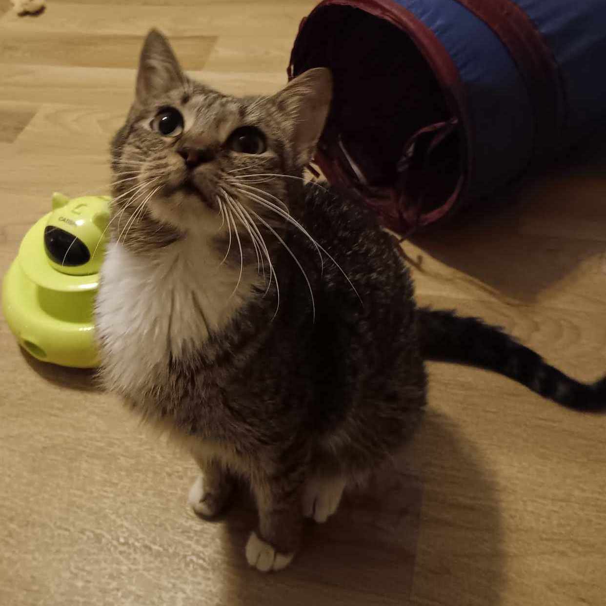 Paris, a Adoptable Domestic Short Hair in Vine Grove, KY image 5/7