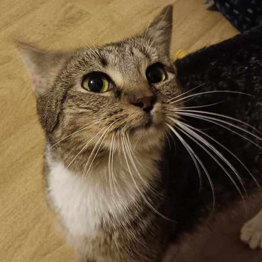 Paris, a Adoptable Domestic Short Hair in Vine Grove, KY image 3/7