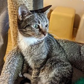 Paris, a Adoptable Domestic Short Hair in Vine Grove, KY image 6/7