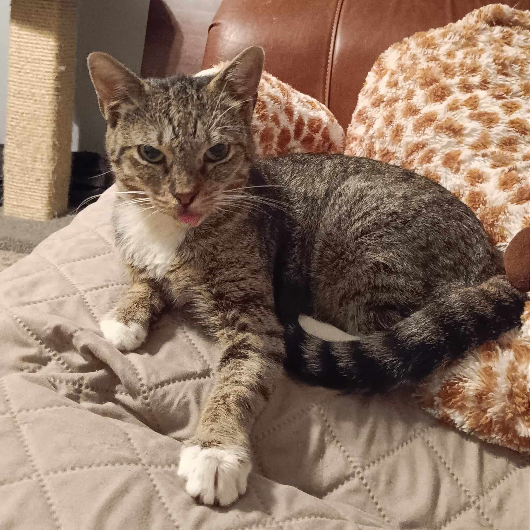 Paris, Adoptable, Adult Female Domestic Short Hair.