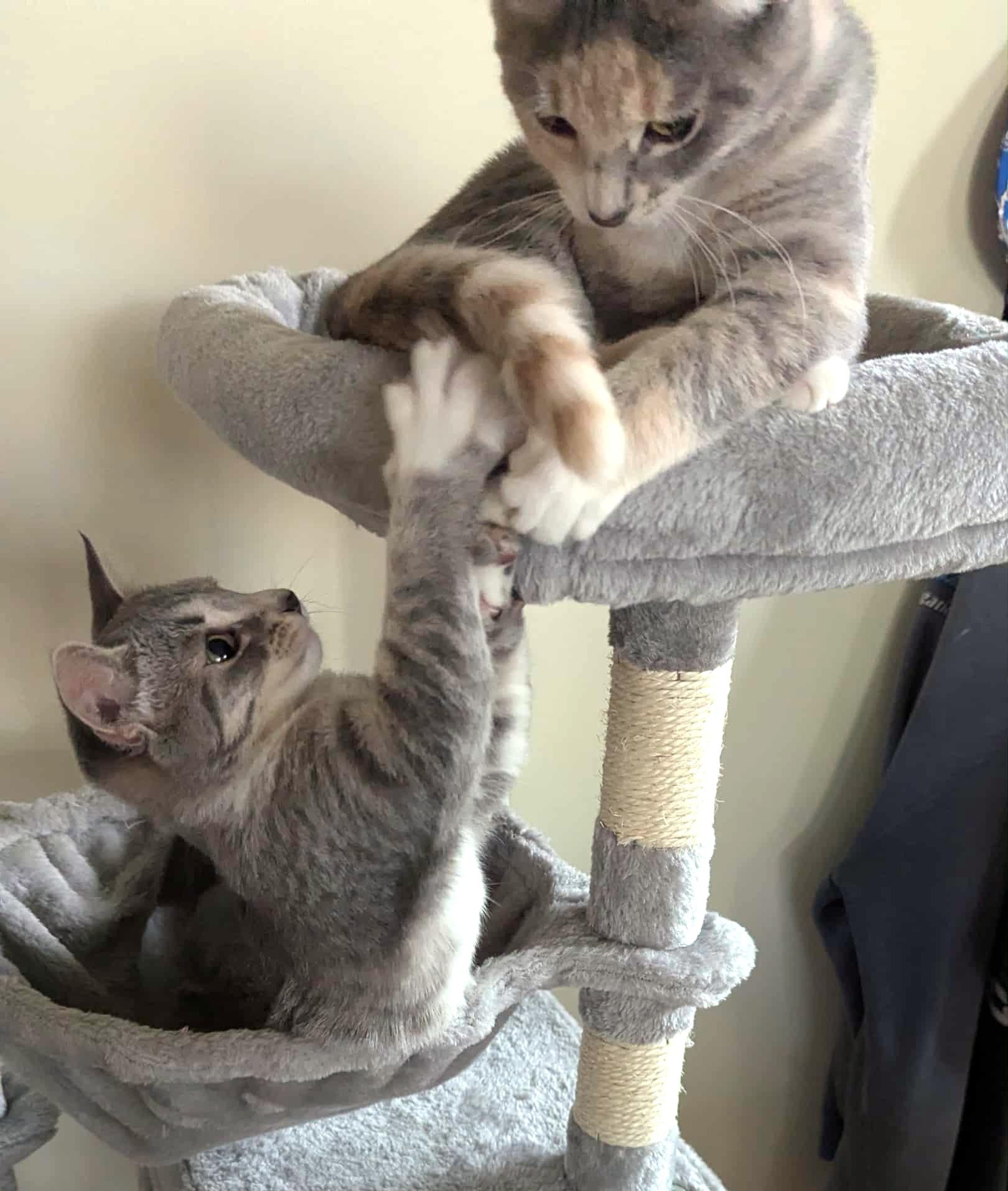 Lili, a Adoptable mixed breed in Chertsey, QC image 4/4