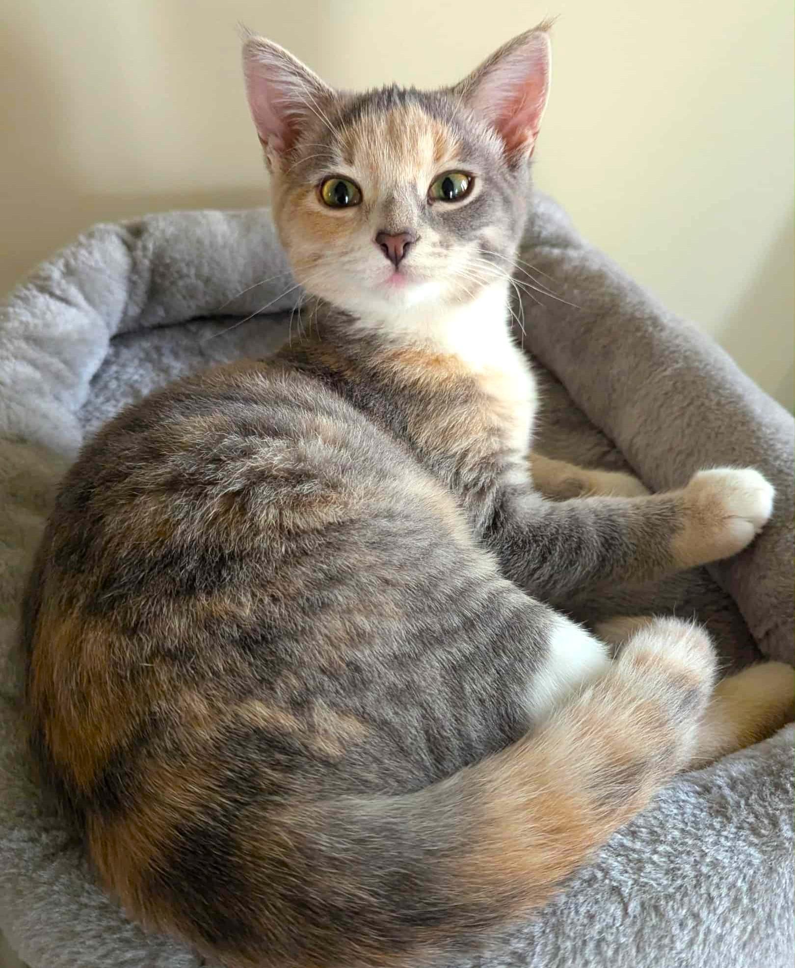 Lili, a Adoptable mixed breed in Chertsey, QC image 3/4