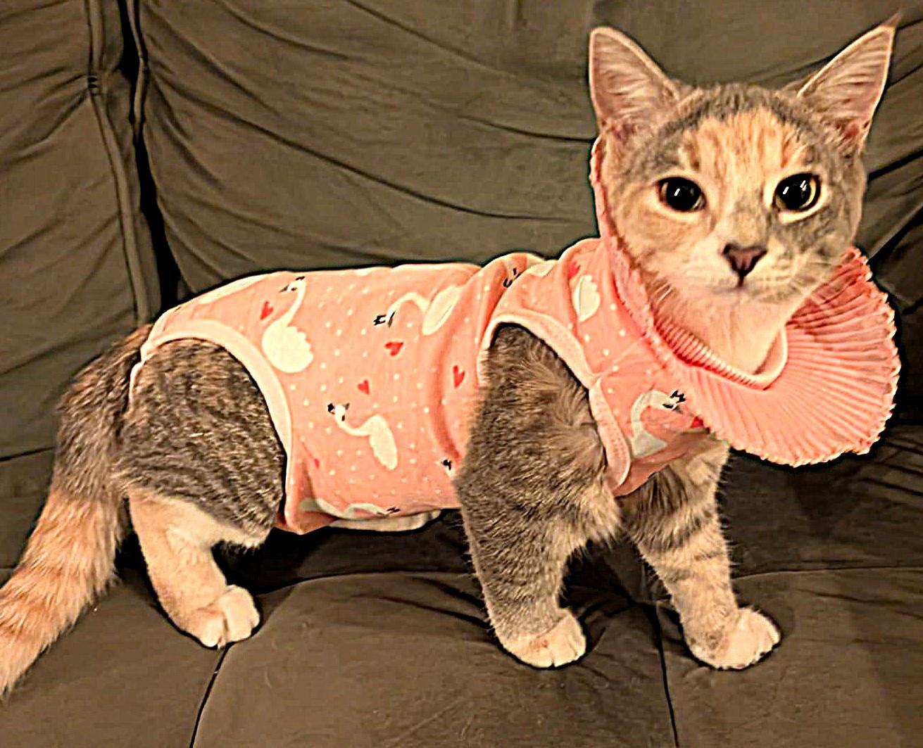 Lili, a Adoptable mixed breed in Chertsey, QC image 1/4