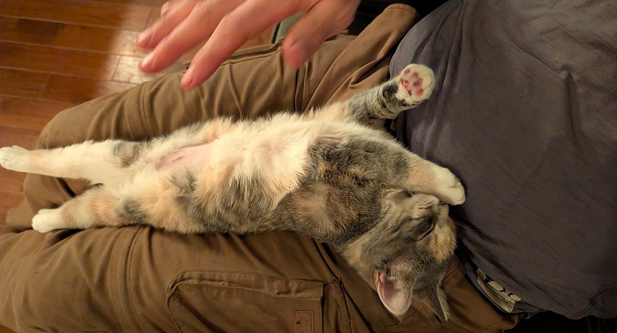 Lili, a Adoptable mixed breed in Chertsey, QC image 2/4