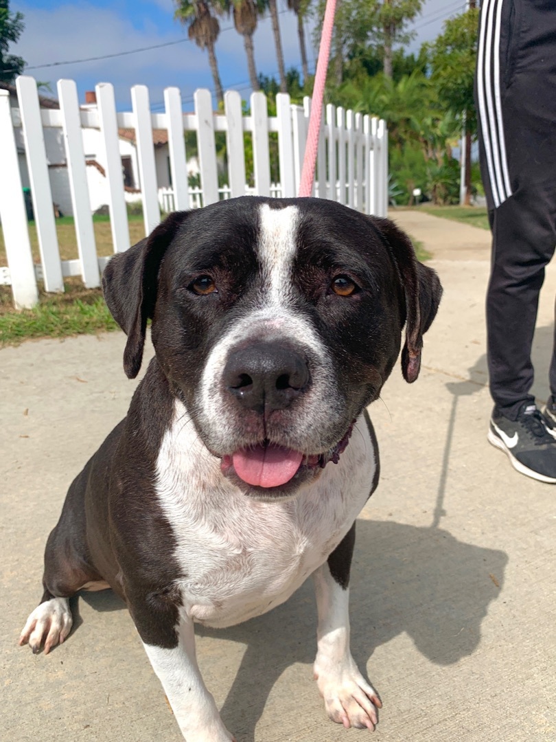 Daisy, a Adoptable mixed breed in Newport Beach, CA image 1/16