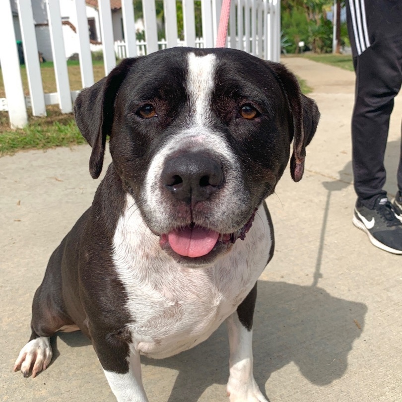 Enlarge Daisy, a Adoptable mixed breed in Newport Beach, CA image 2/6