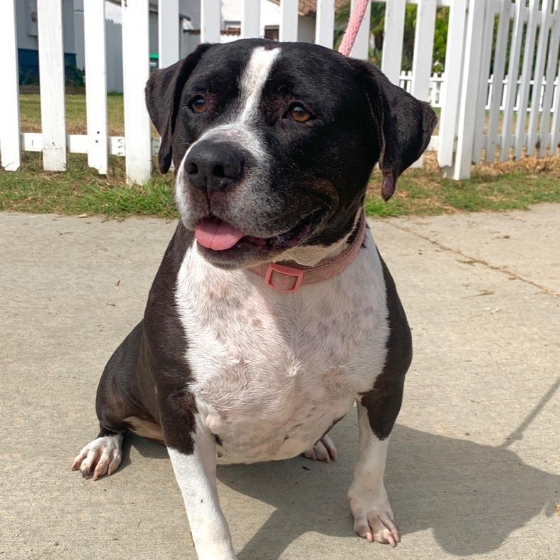 Daisy, a Adoptable mixed breed in Newport Beach, CA image 5/6