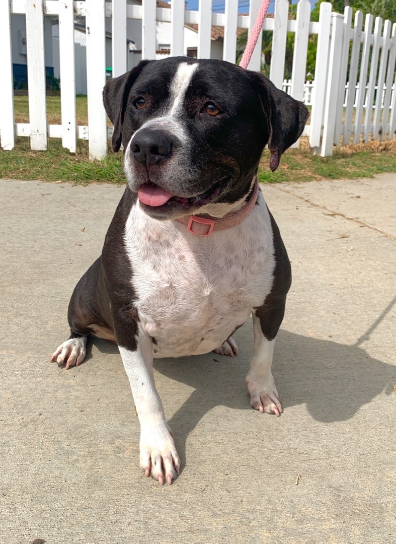 Daisy, a Adoptable mixed breed in Newport Beach, CA image 2/16