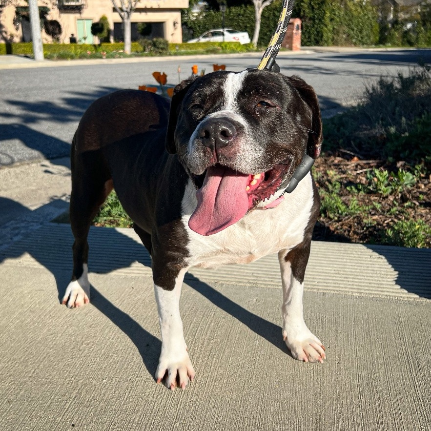 Daisy, a Adoptable mixed breed in Newport Beach, CA image 2/6