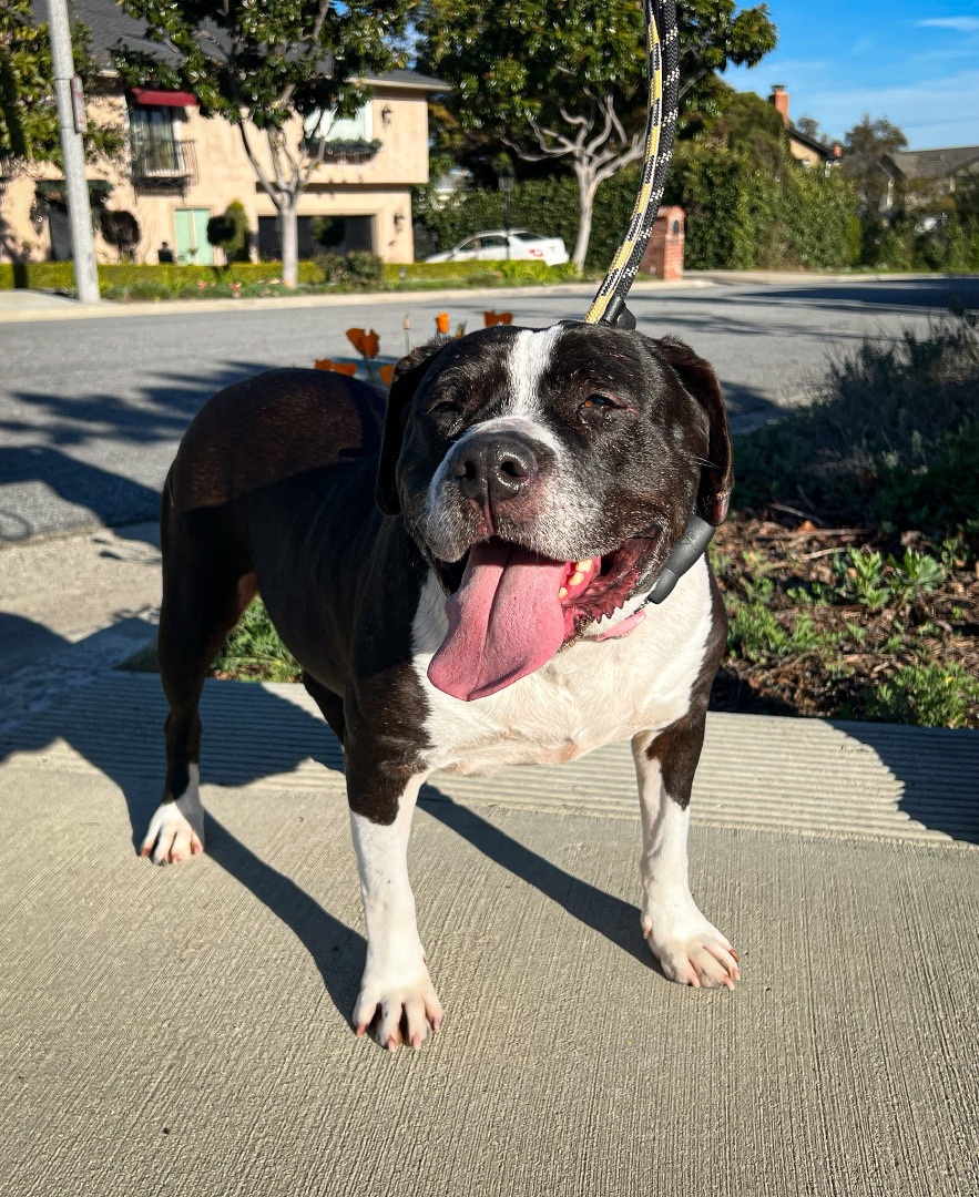 Daisy, a Adoptable mixed breed in Newport Beach, CA image 3/16