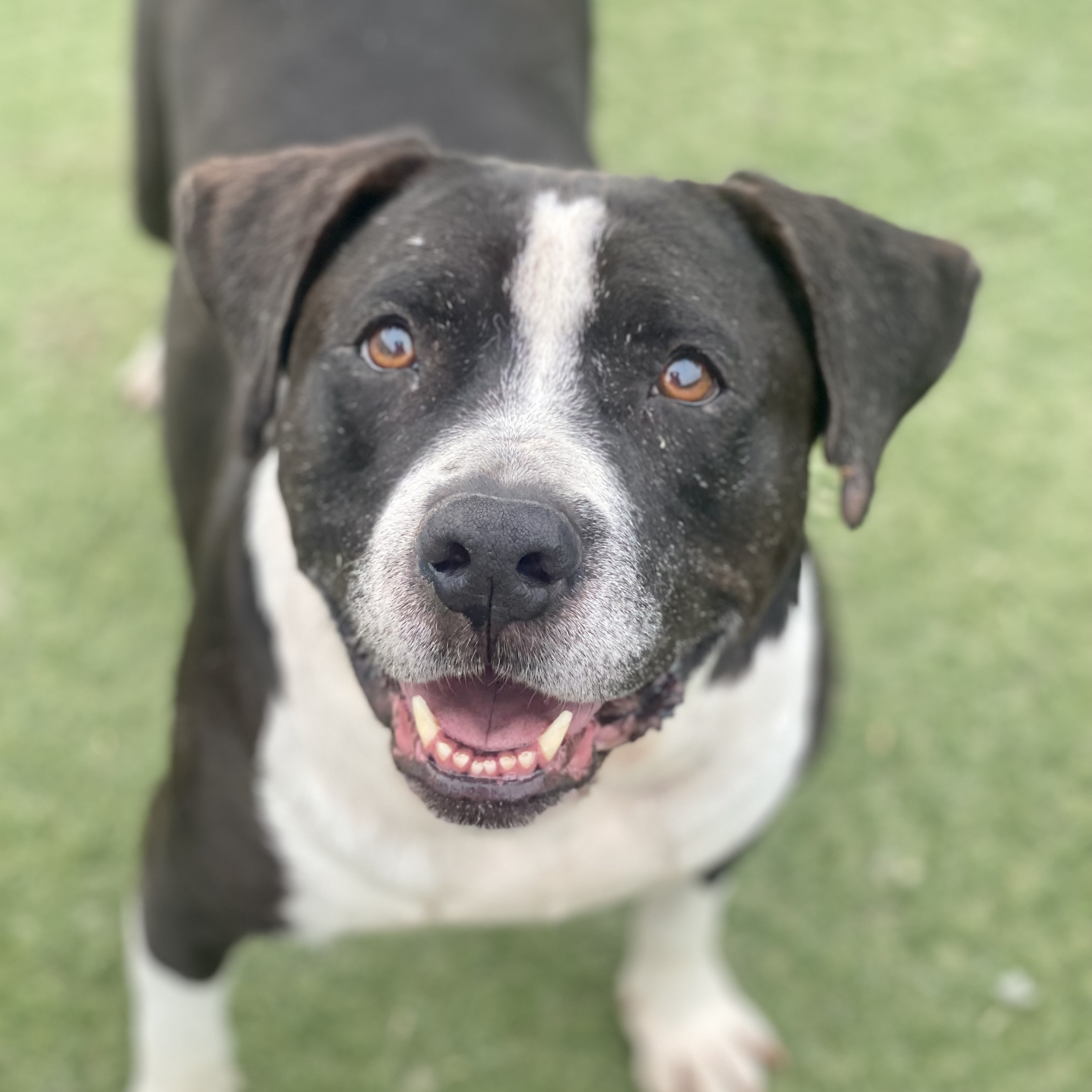 Daisy, a Adoptable mixed breed in Newport Beach, CA image 4/16