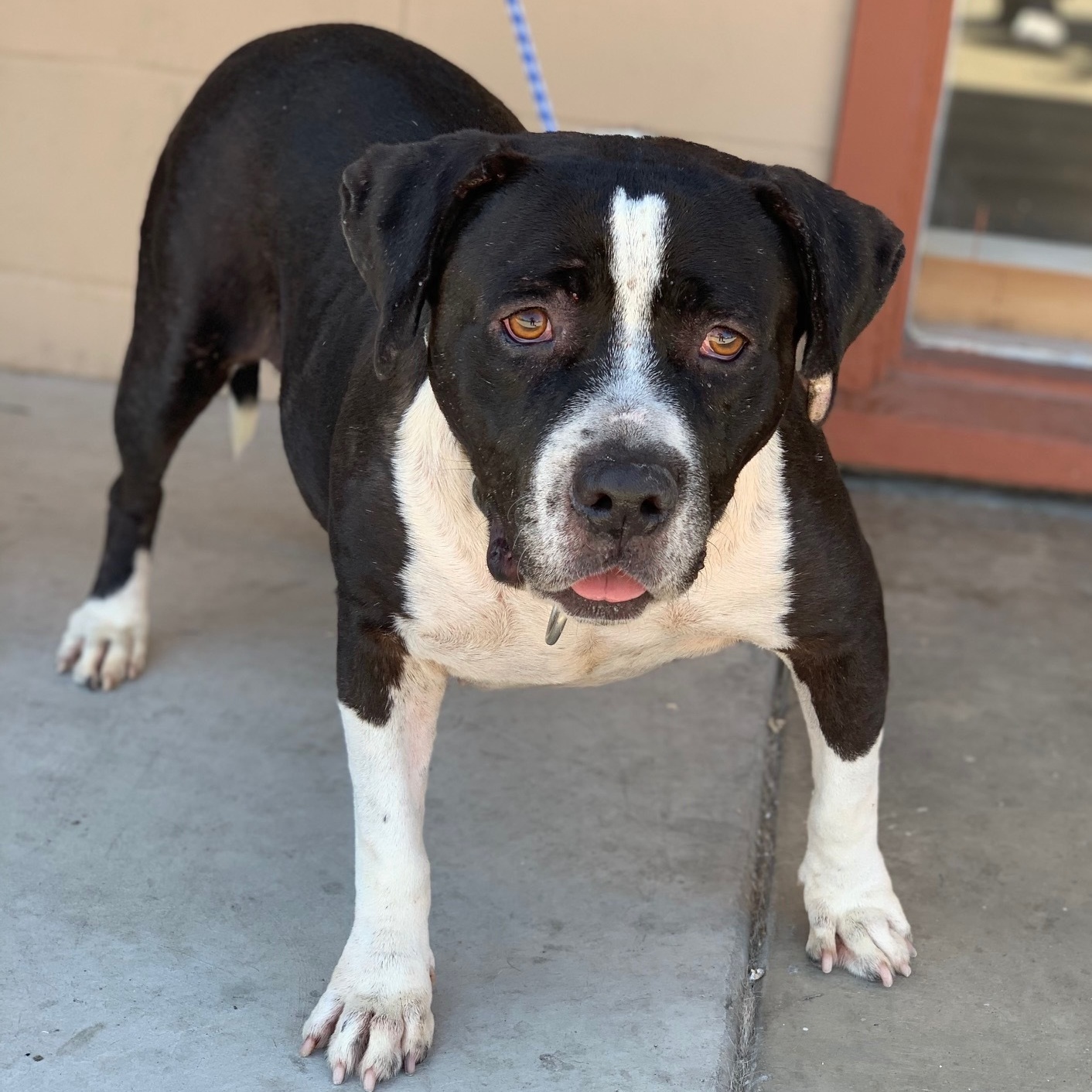 Daisy, a Adoptable mixed breed in Newport Beach, CA image 6/6