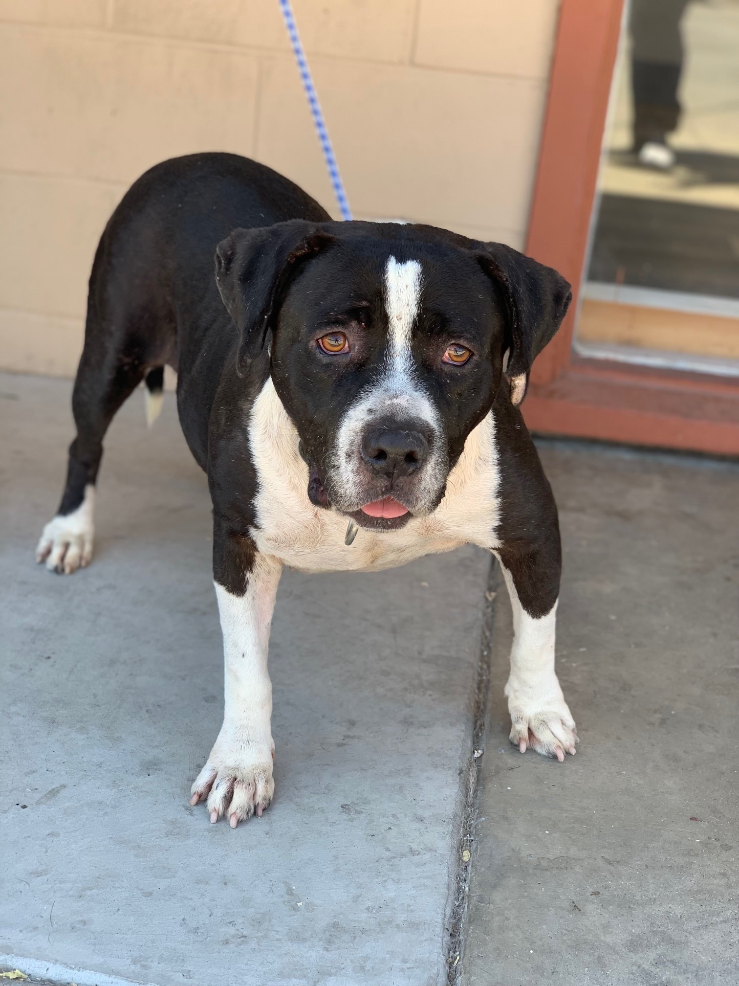 Daisy, a Adoptable mixed breed in Newport Beach, CA image 5/16