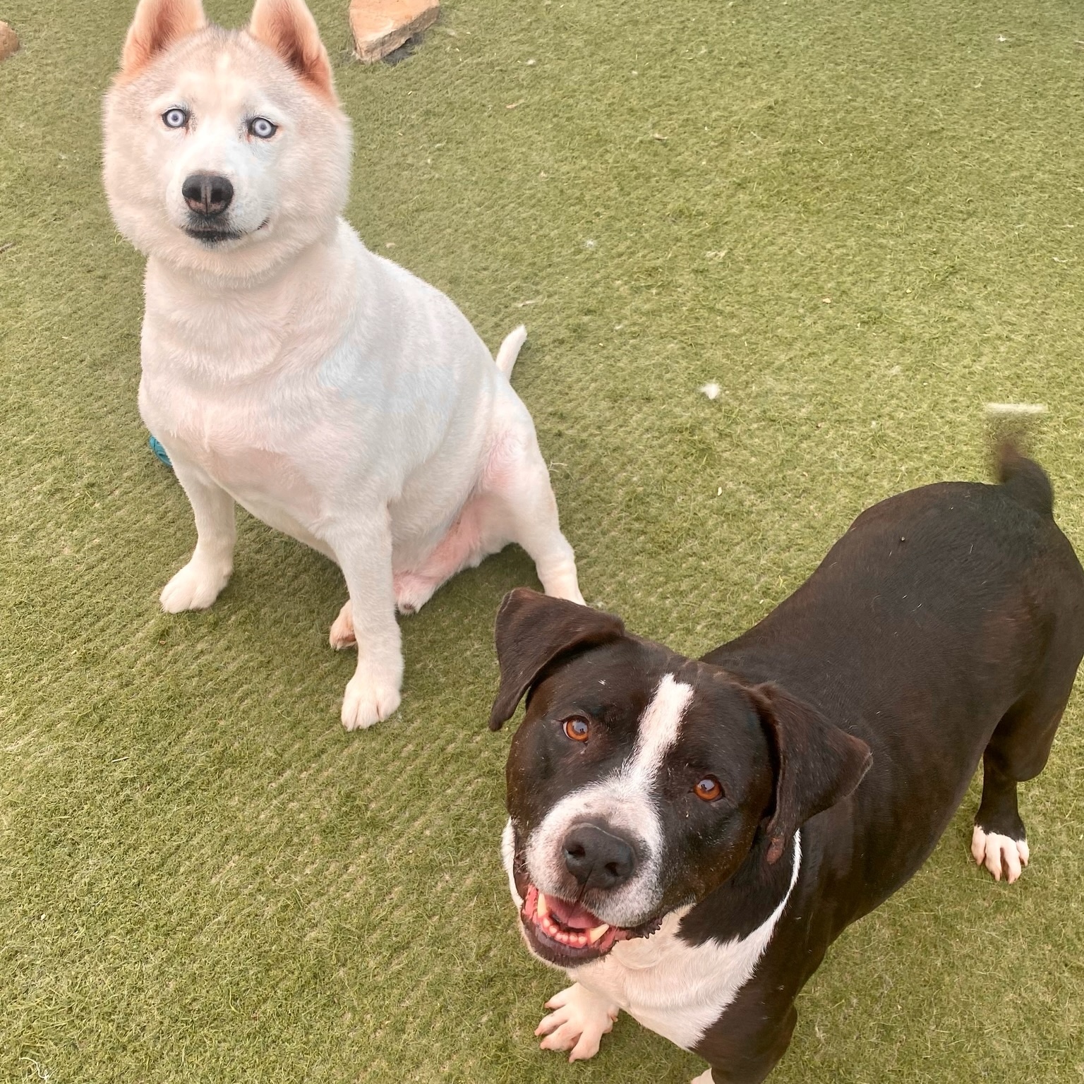 Daisy, a Adoptable mixed breed in Newport Beach, CA image 4/6