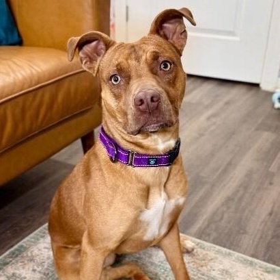 Sweet Peaches the Little Ray of Sunshine — thumbnail 3