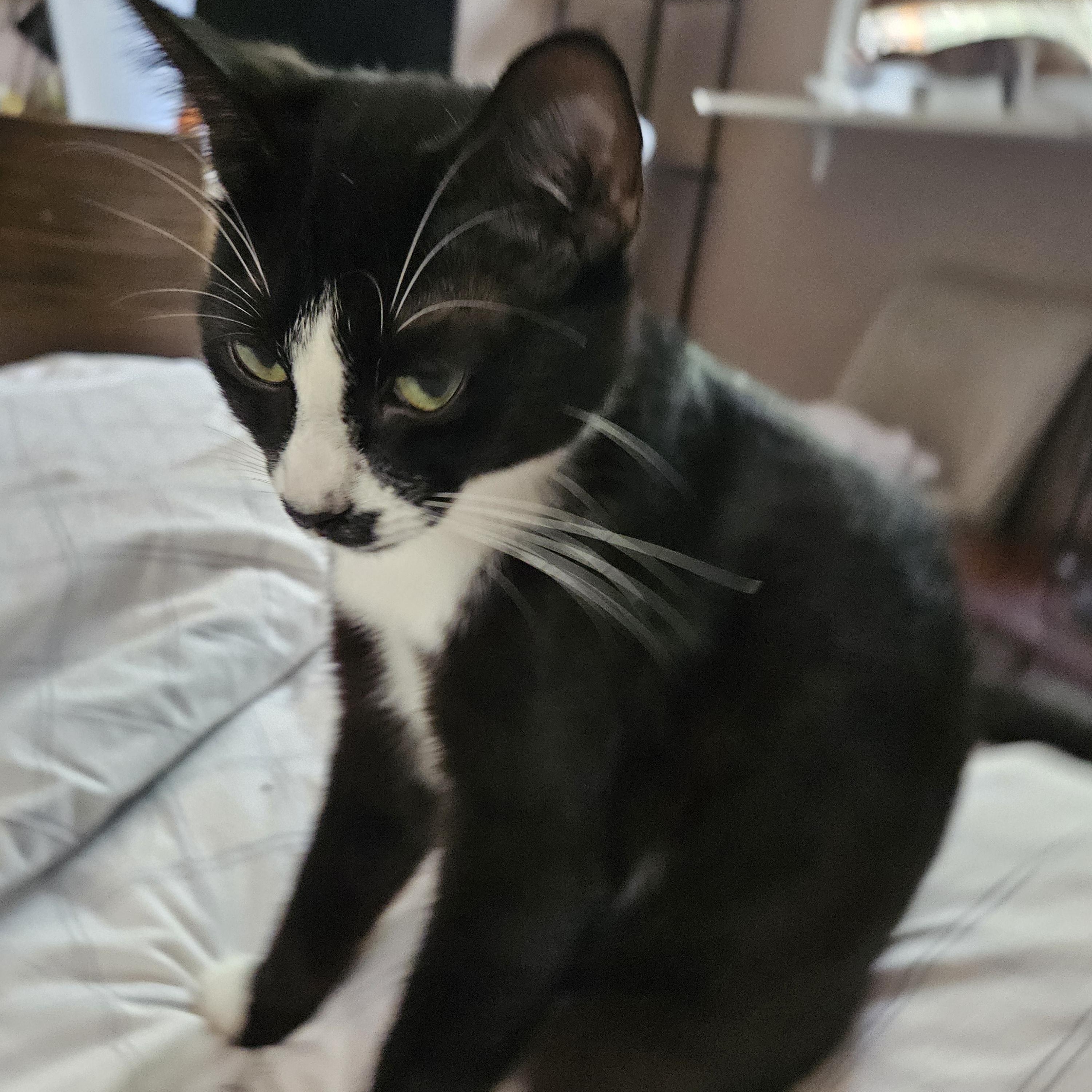 This sweet baby girl is a love nurturing to other cats and playful Shes about 8 mos old and ready