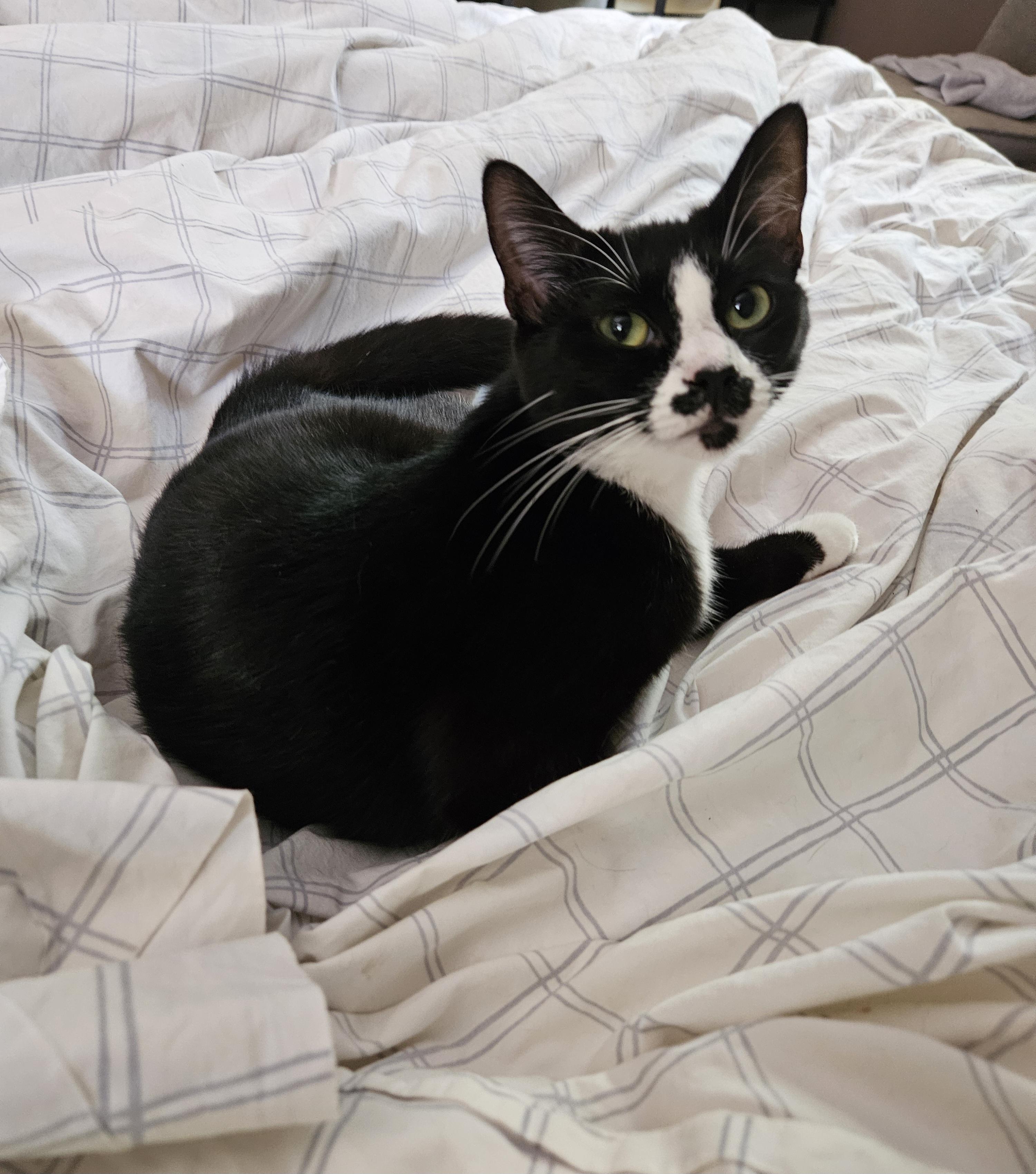 Sweet Oreo Cookie, a Adoptable American Shorthair in Marietta, GA image 2/4