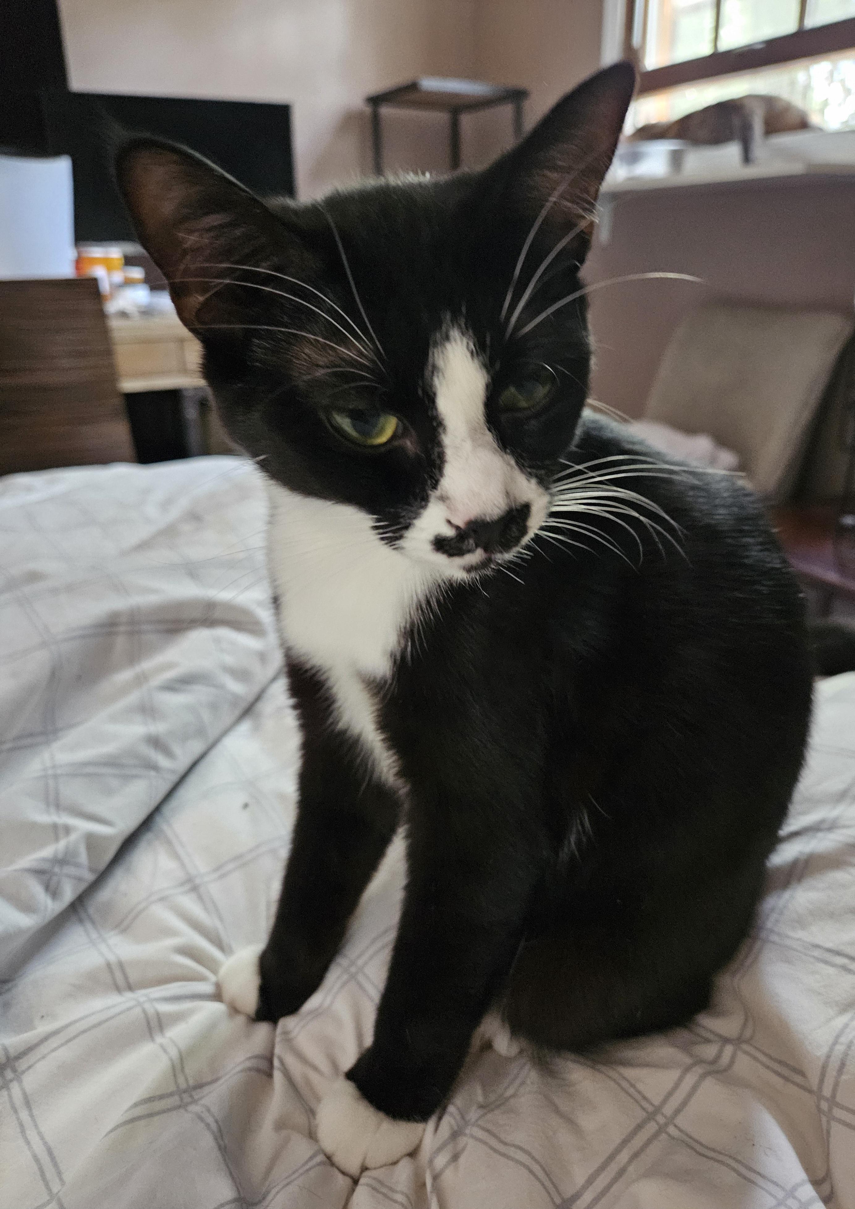 Sweet Oreo Cookie, a Adoptable American Shorthair in Marietta, GA image 3/4