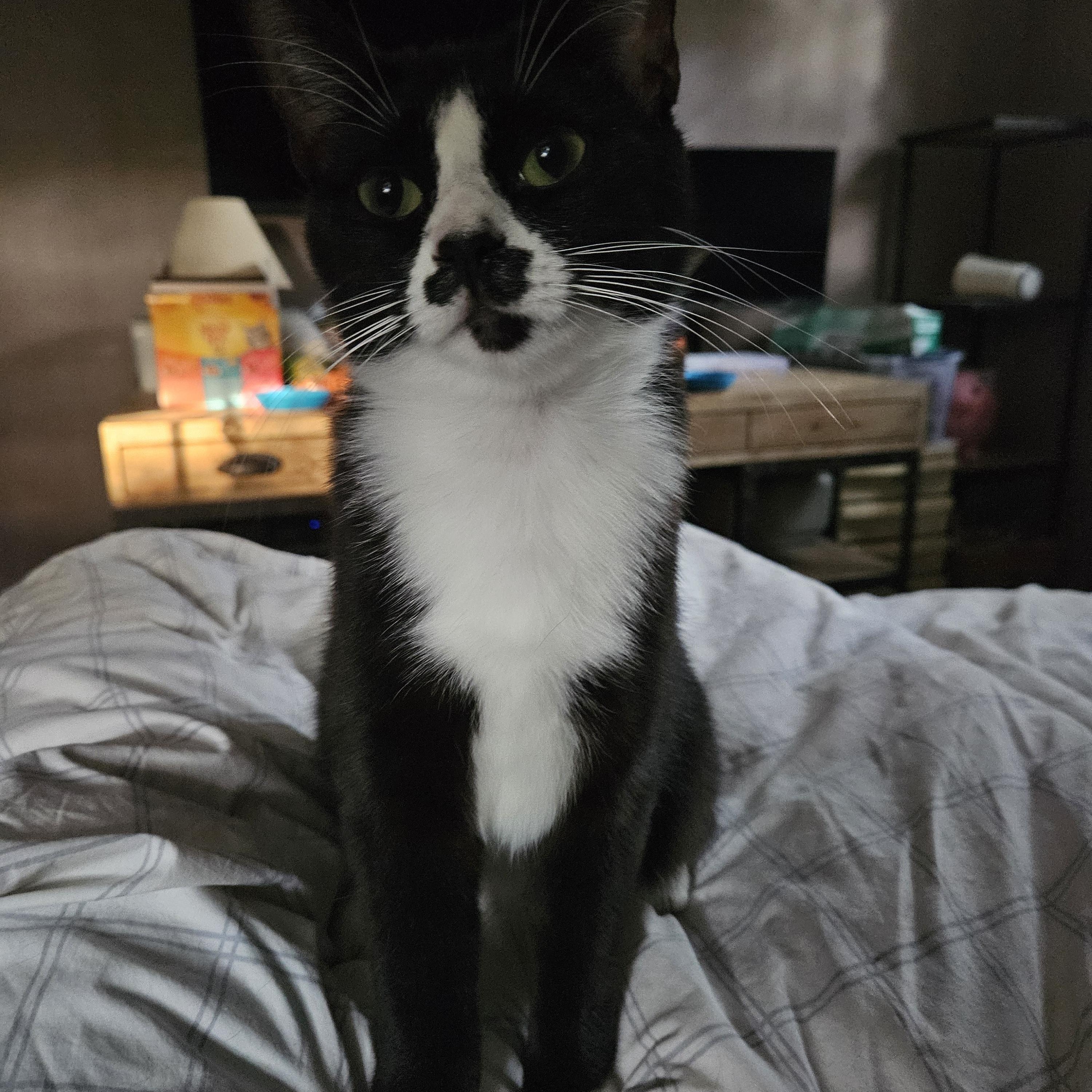 Sweet Oreo Cookie, a Adoptable American Shorthair in Marietta, GA image 4/4