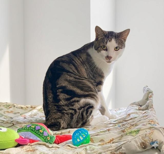 Enlarge Brody, a ADOPTABLE Tabby in Claresholm, AB image 1/1