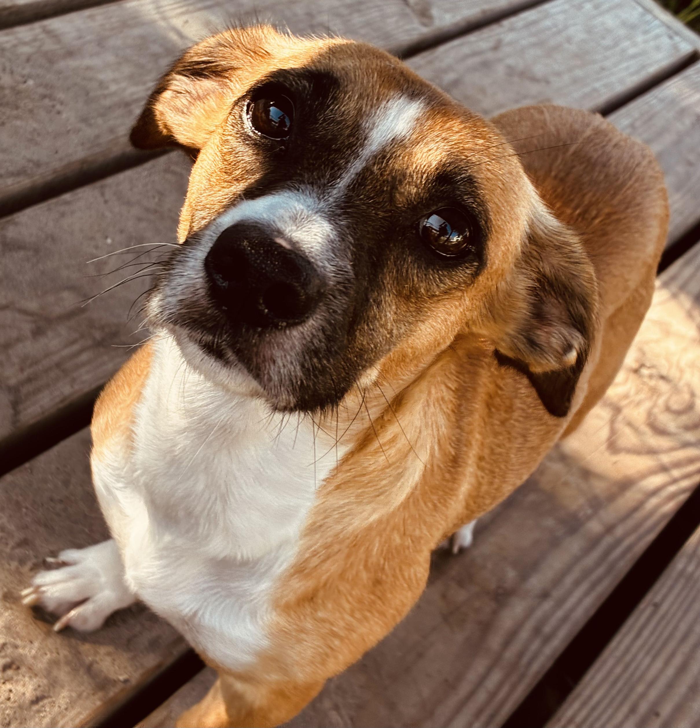 Kyra, an adoptable mixed breed in New Port Richey, FL image 4/4