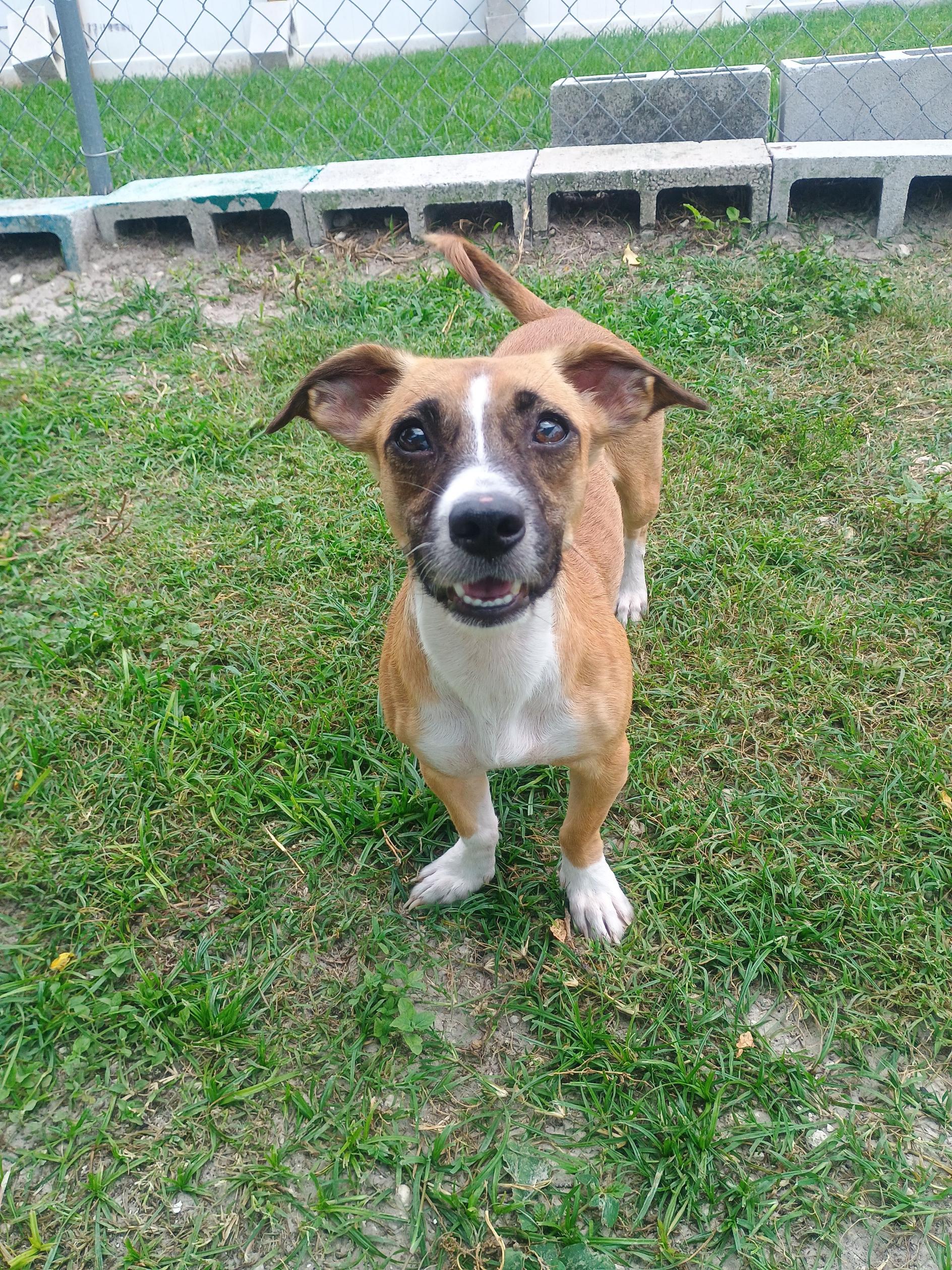 Kyra, adoptable, Adult Female Mixed Breed.