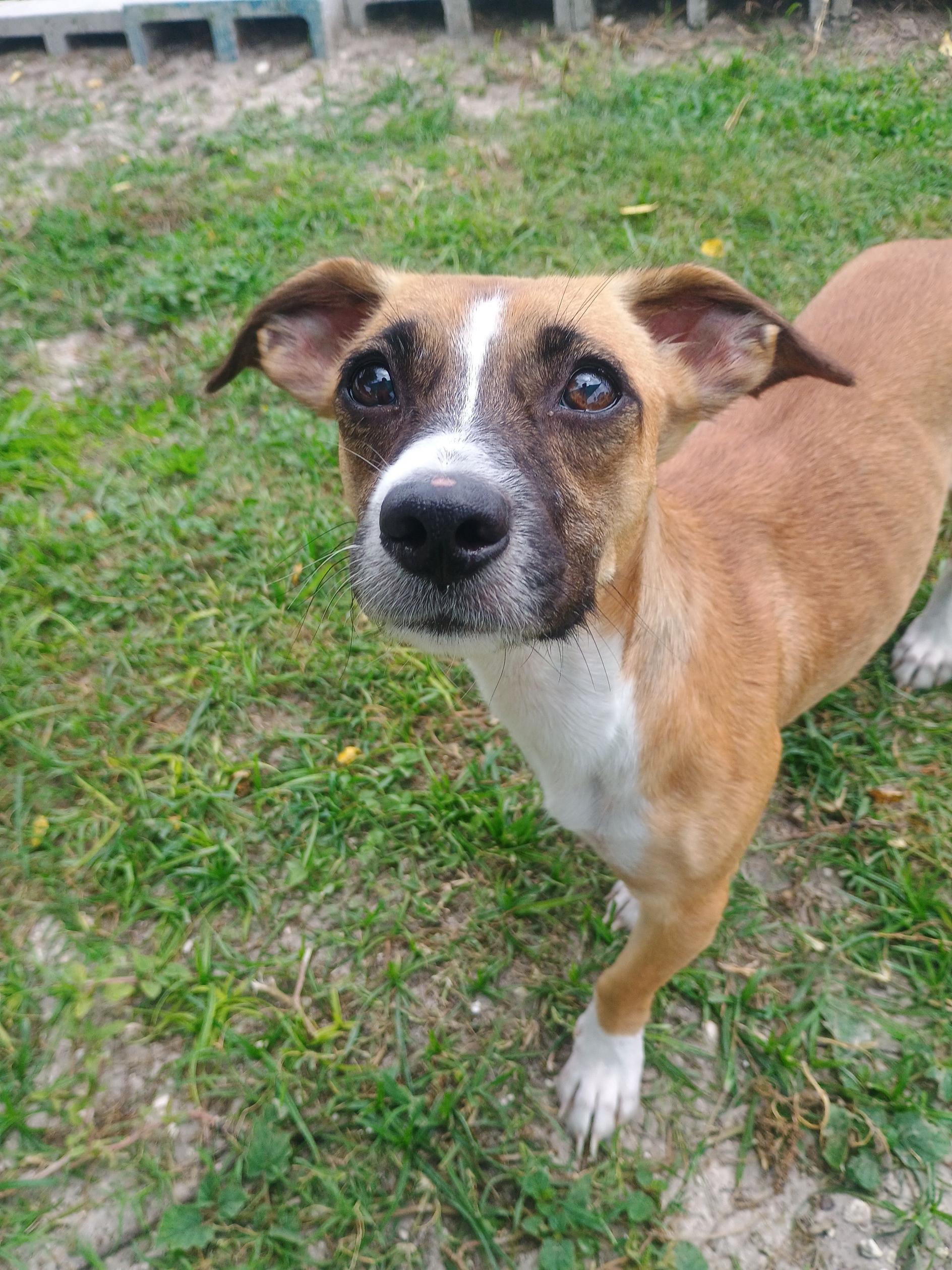 Kyra, an adoptable mixed breed in New Port Richey, FL image 2/4