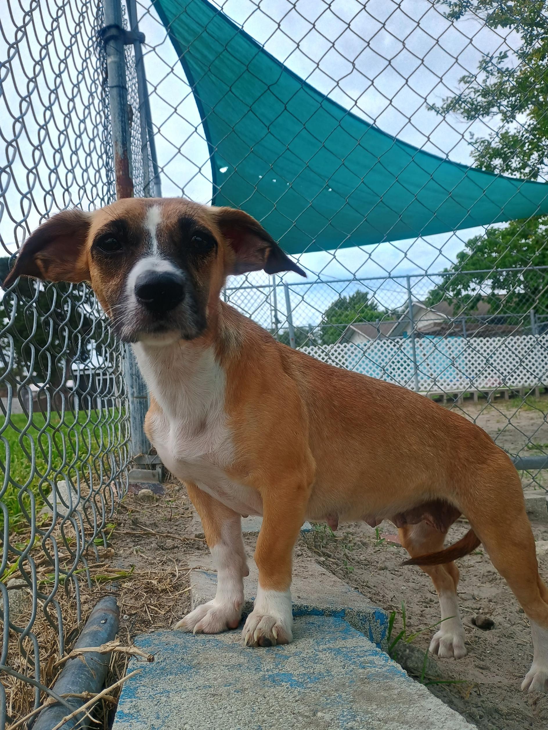 Kyra, an adoptable mixed breed in New Port Richey, FL image 3/4