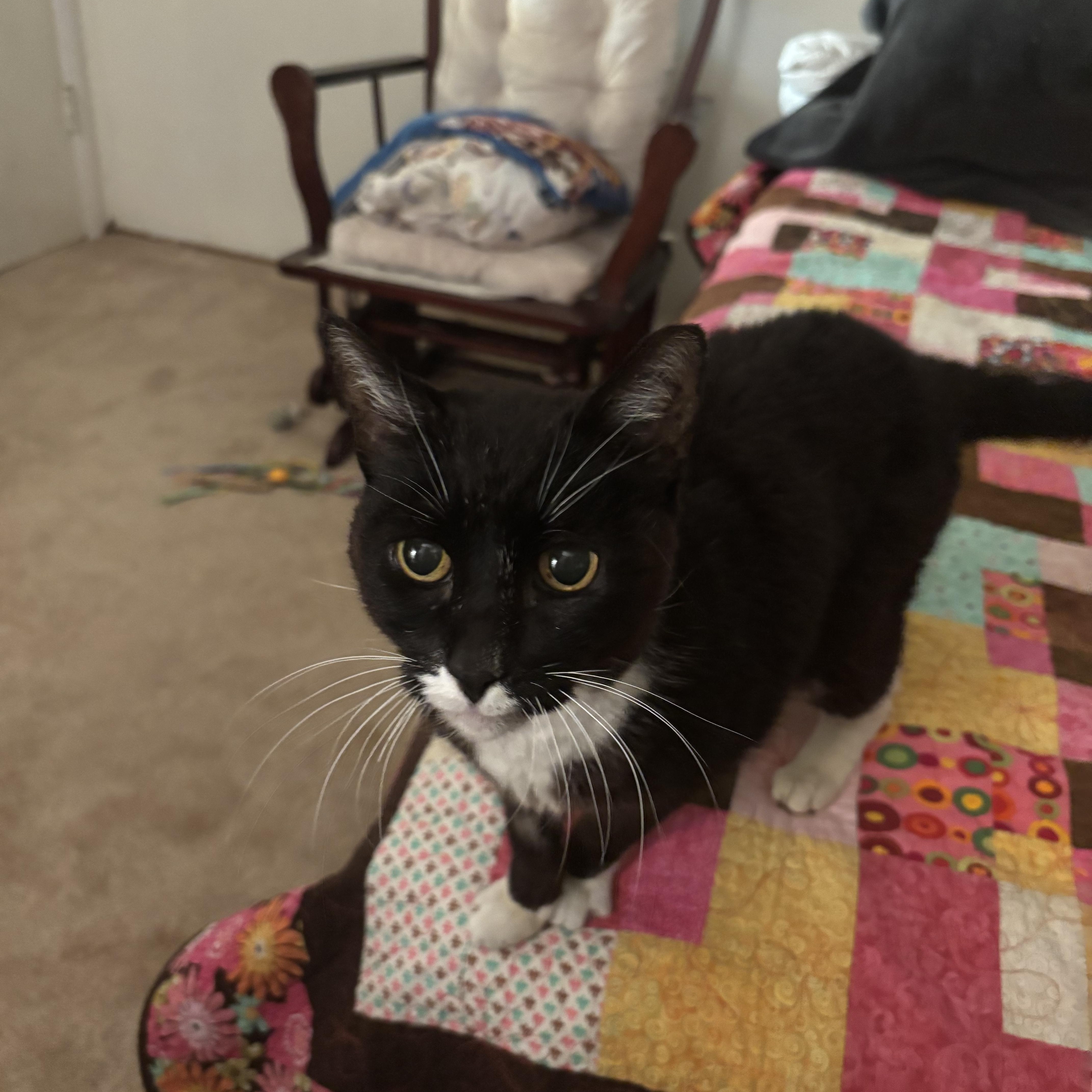 Enlarge Tootsie, a ADOPTABLE mixed breed in Lodi, CA image 2/2