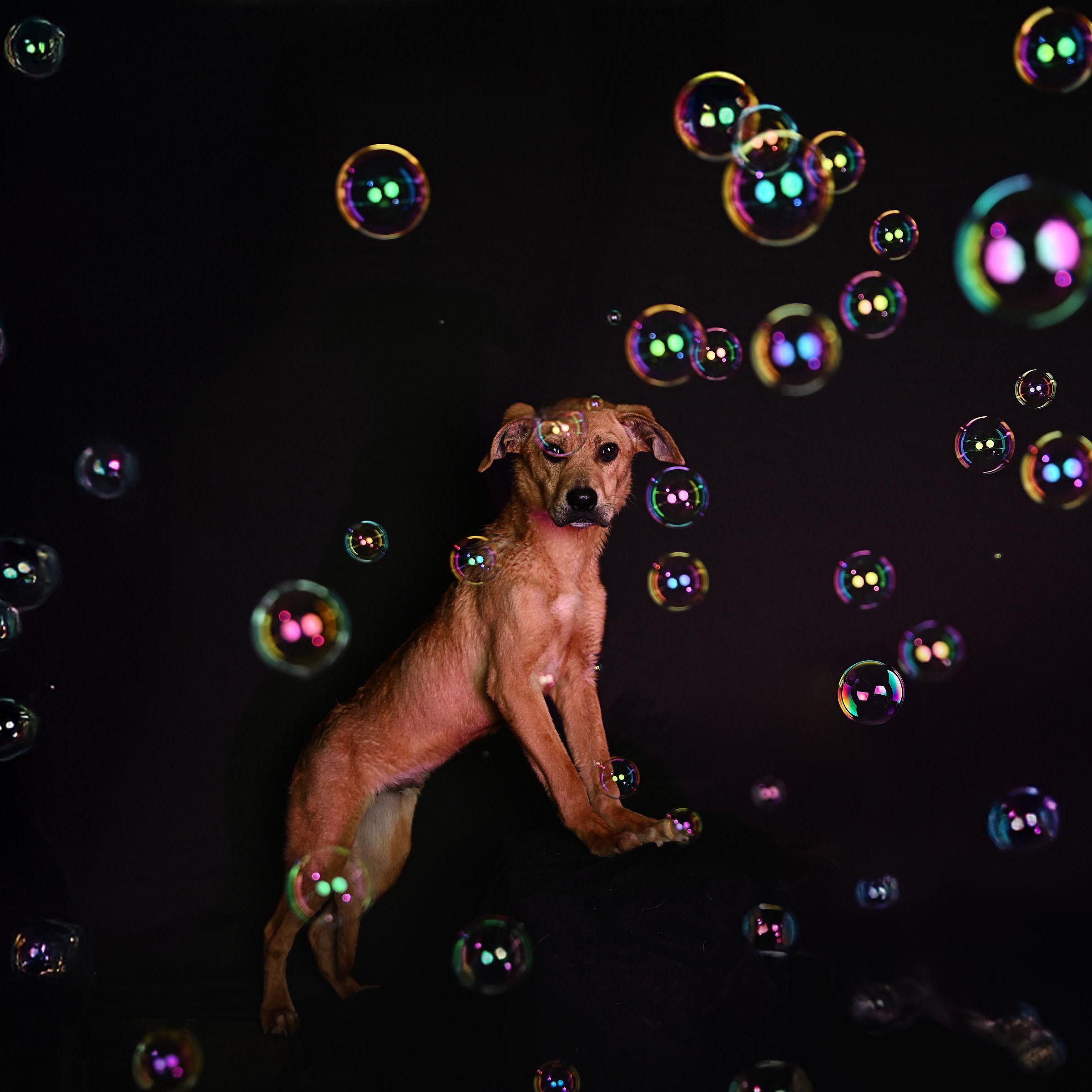 Tatum, a Adoptable Mixed Breed in Ferndale, WA image 2/3