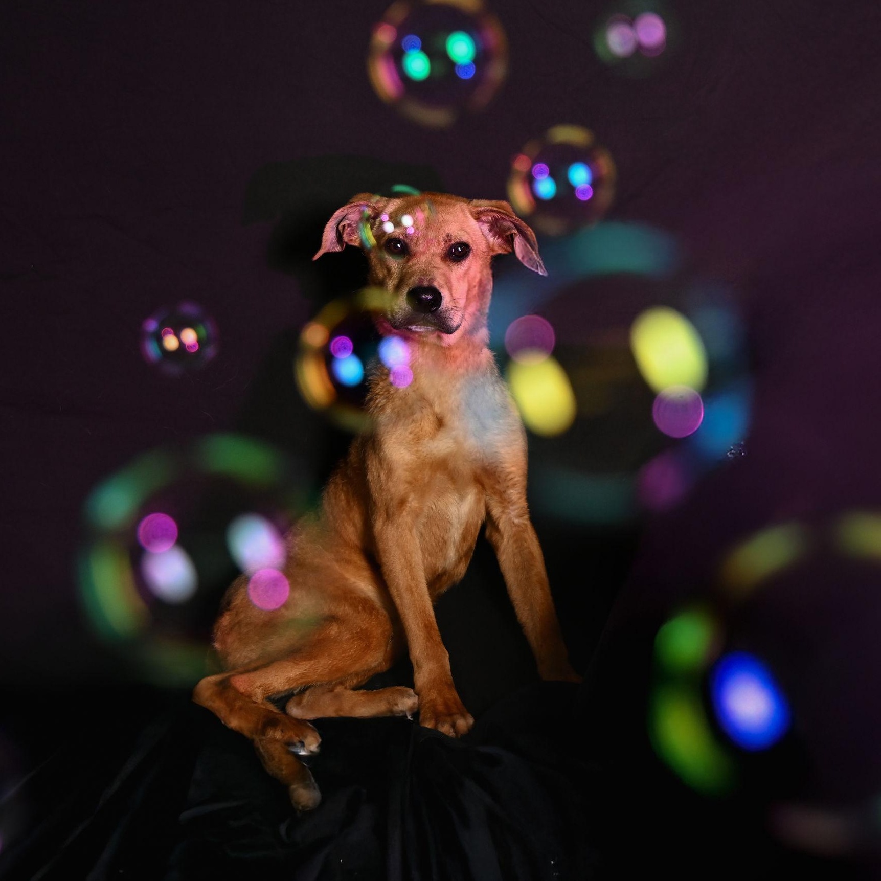 Tatum, a Adoptable Mixed Breed in Ferndale, WA image 3/3