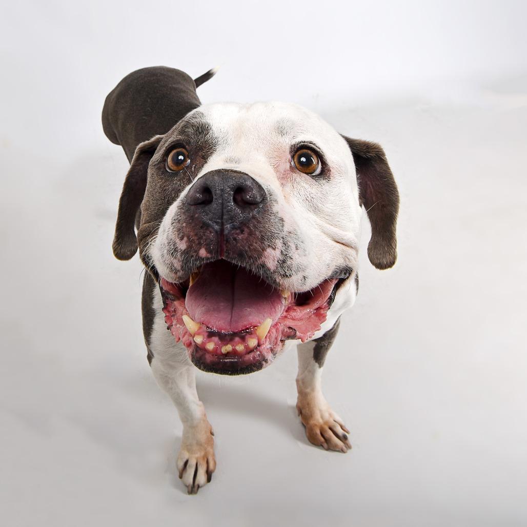 Velma, a Adoptable Mixed Breed in Murray, UT image 1/5
