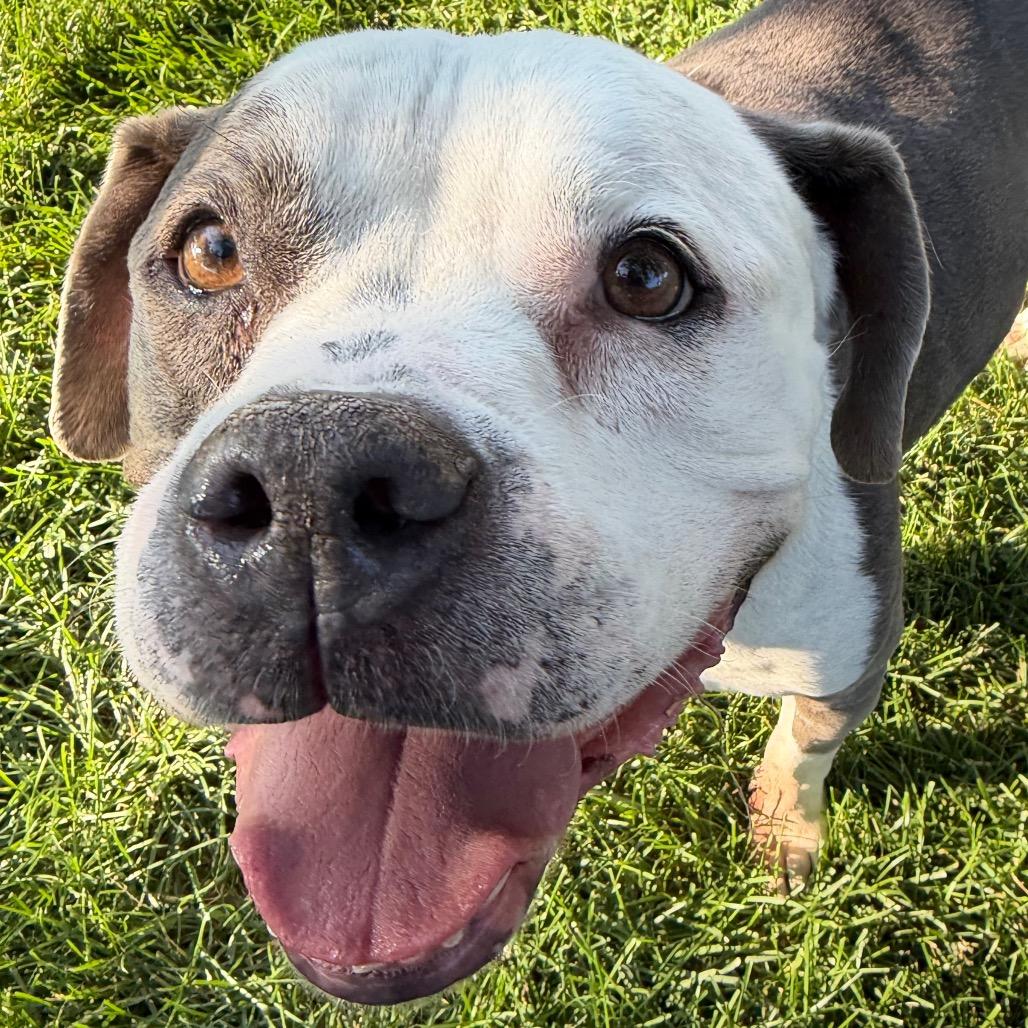 Velma, a Adoptable Mixed Breed in Murray, UT image 2/5